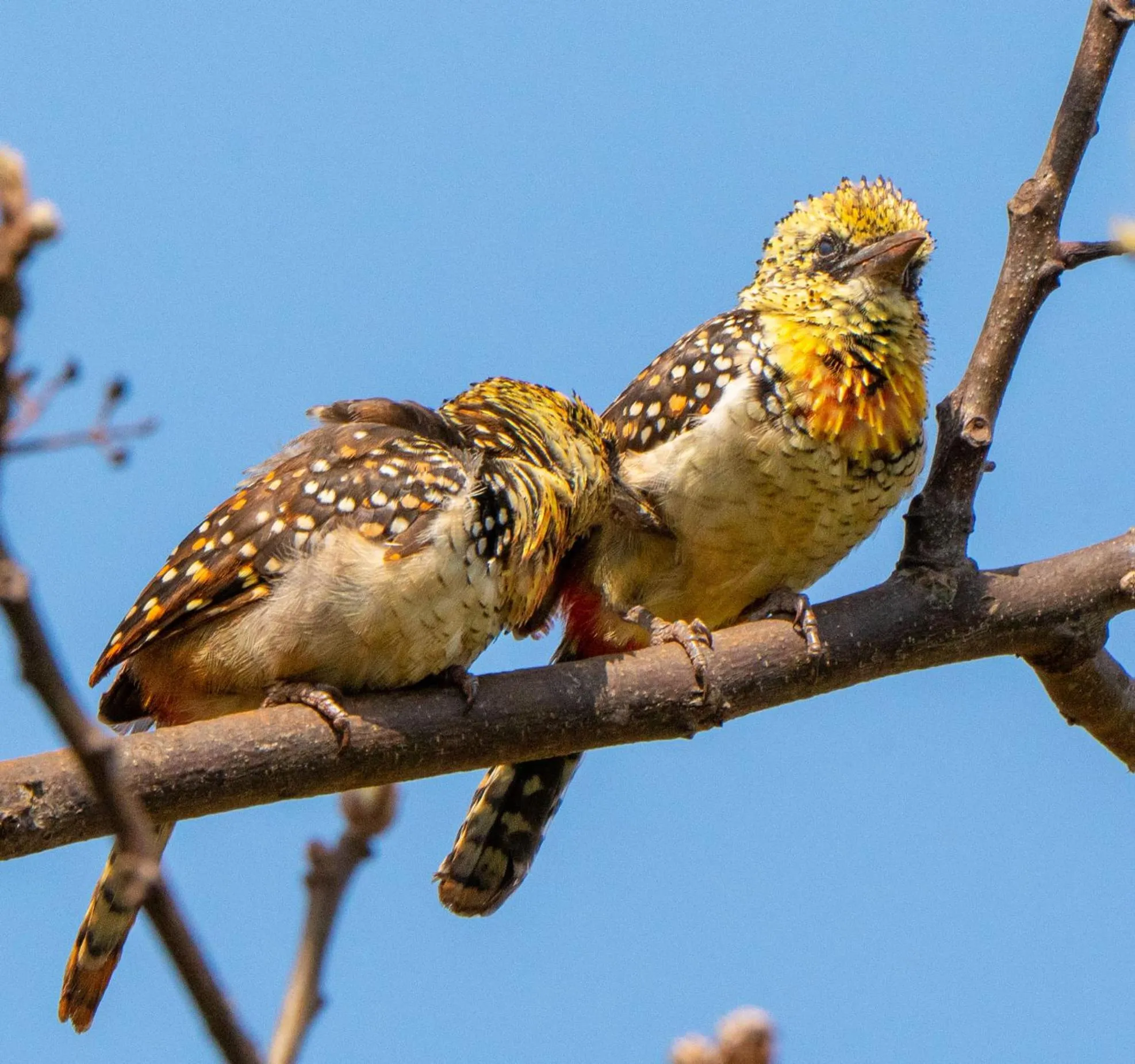 Garden in Tanzanice Farm Lodge