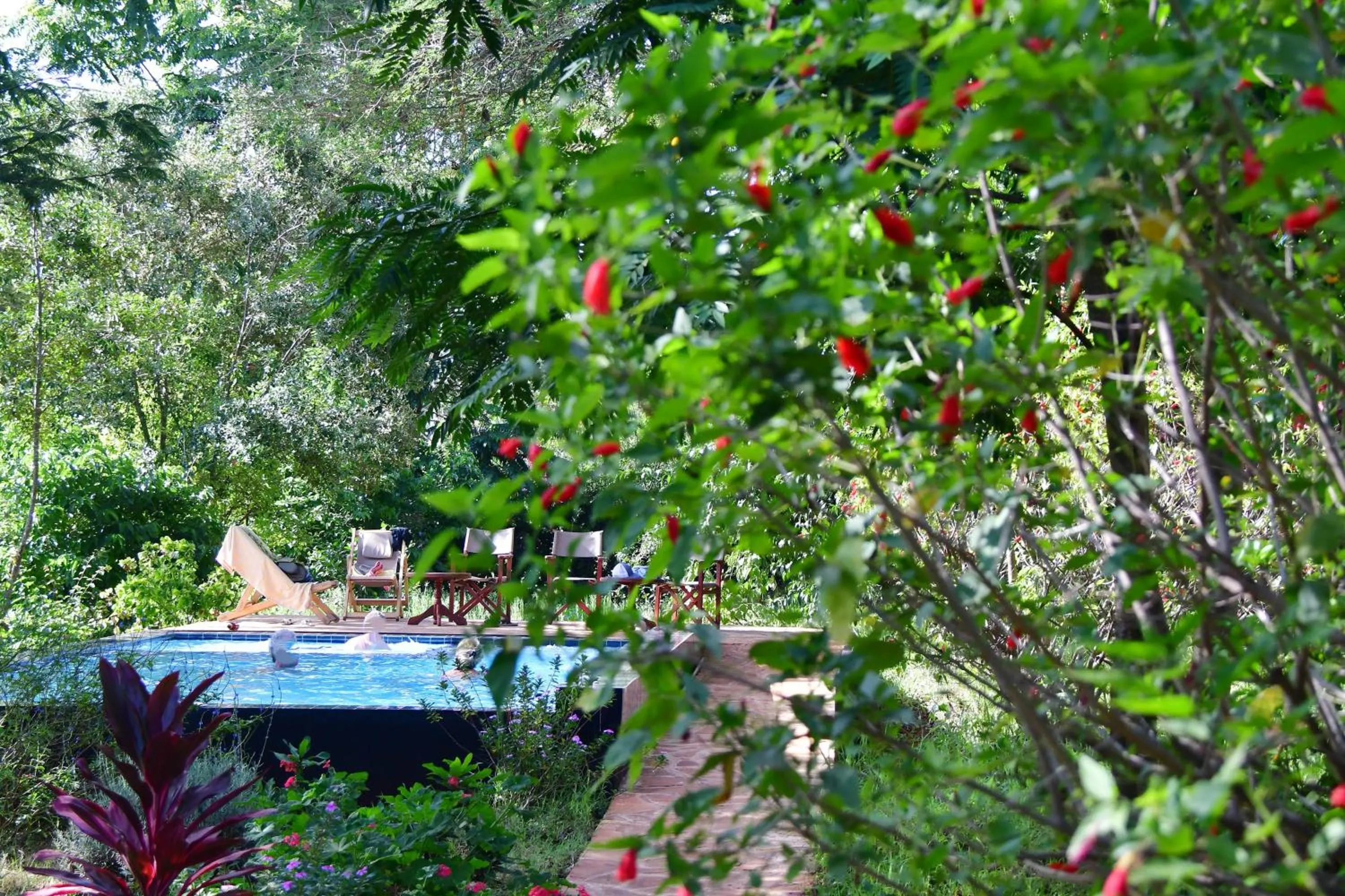 Swimming pool in Tanzanice Farm Lodge