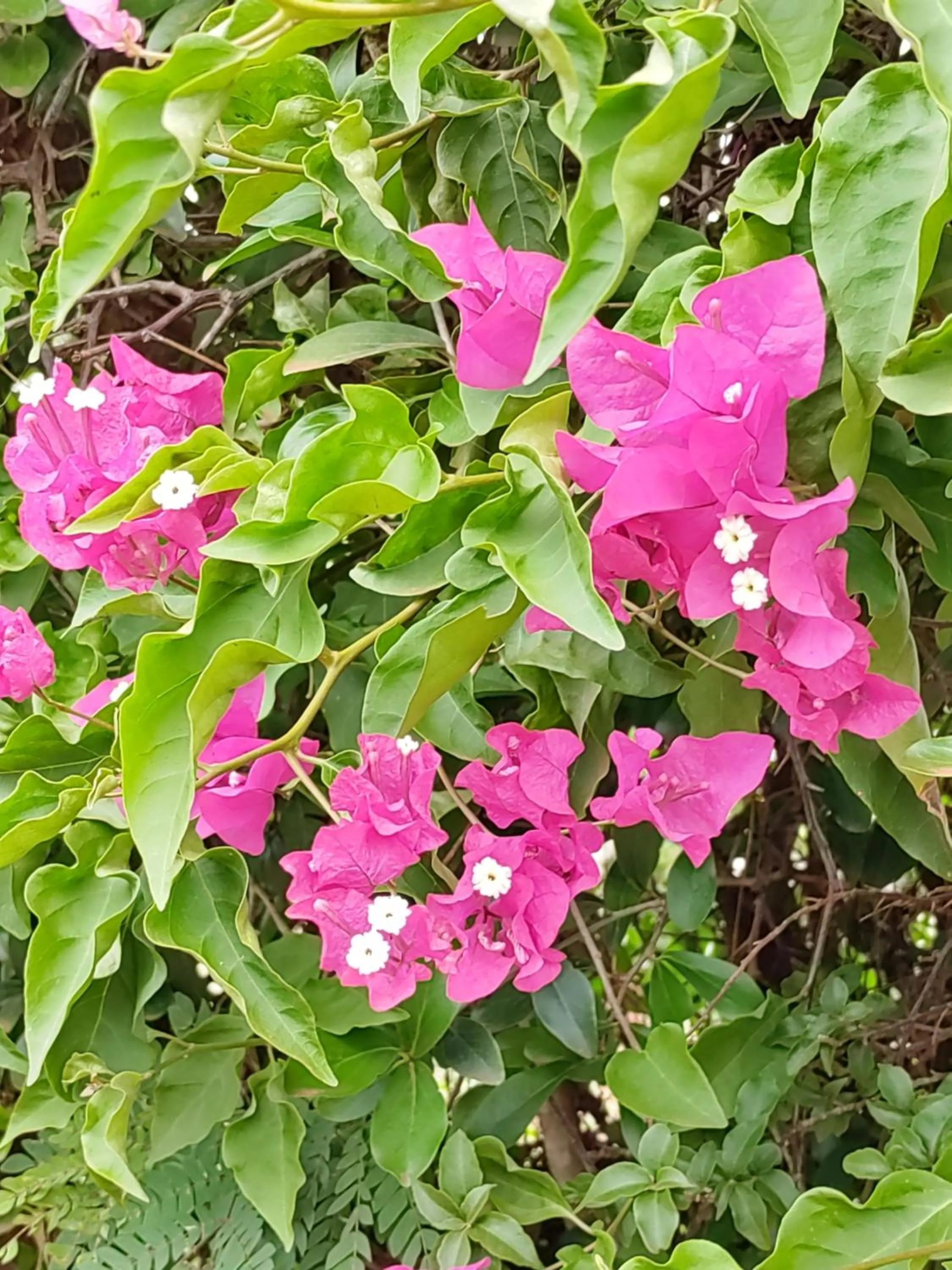 Garden in Tanzanice Farm Lodge