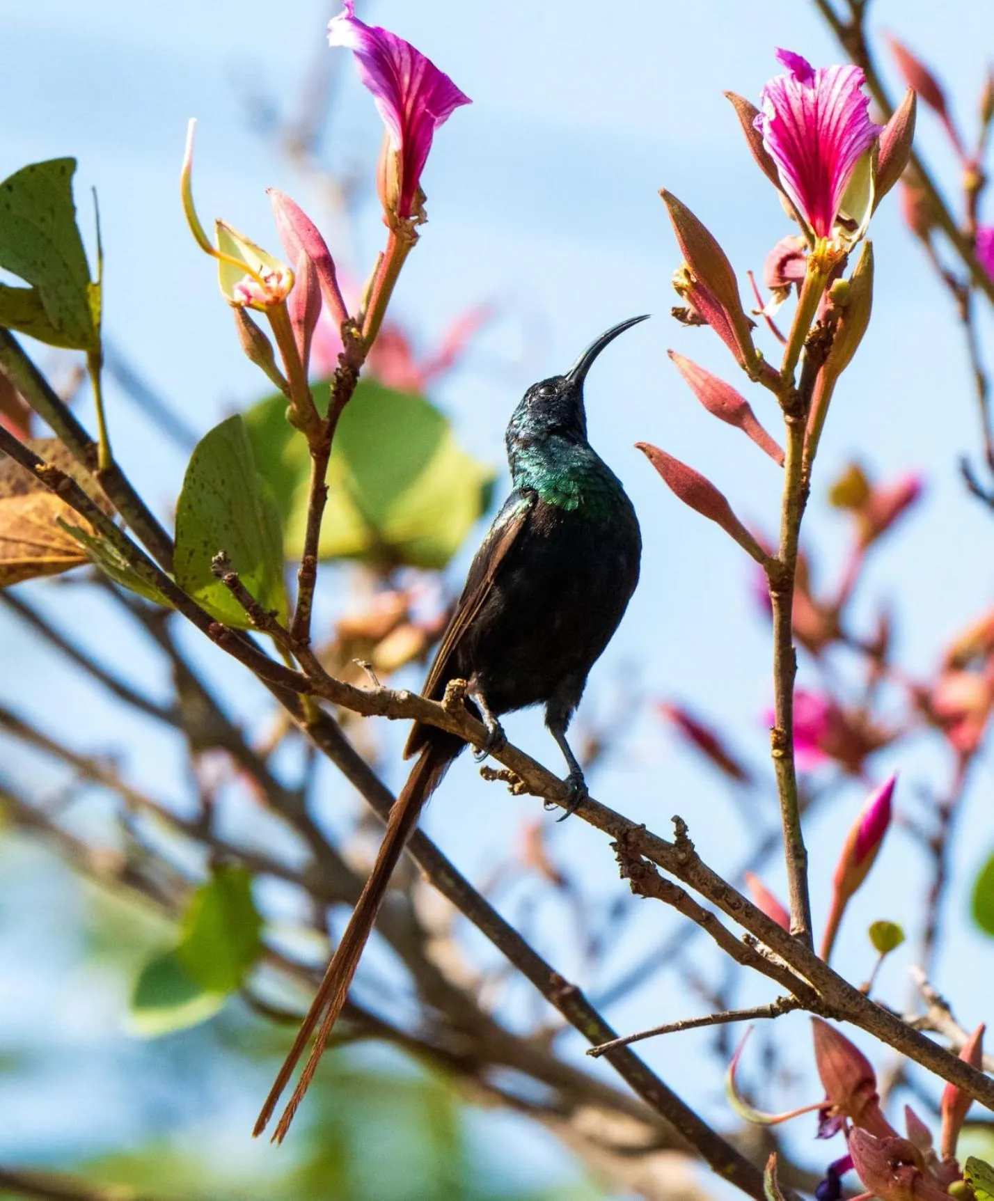 Garden in Tanzanice Farm Lodge