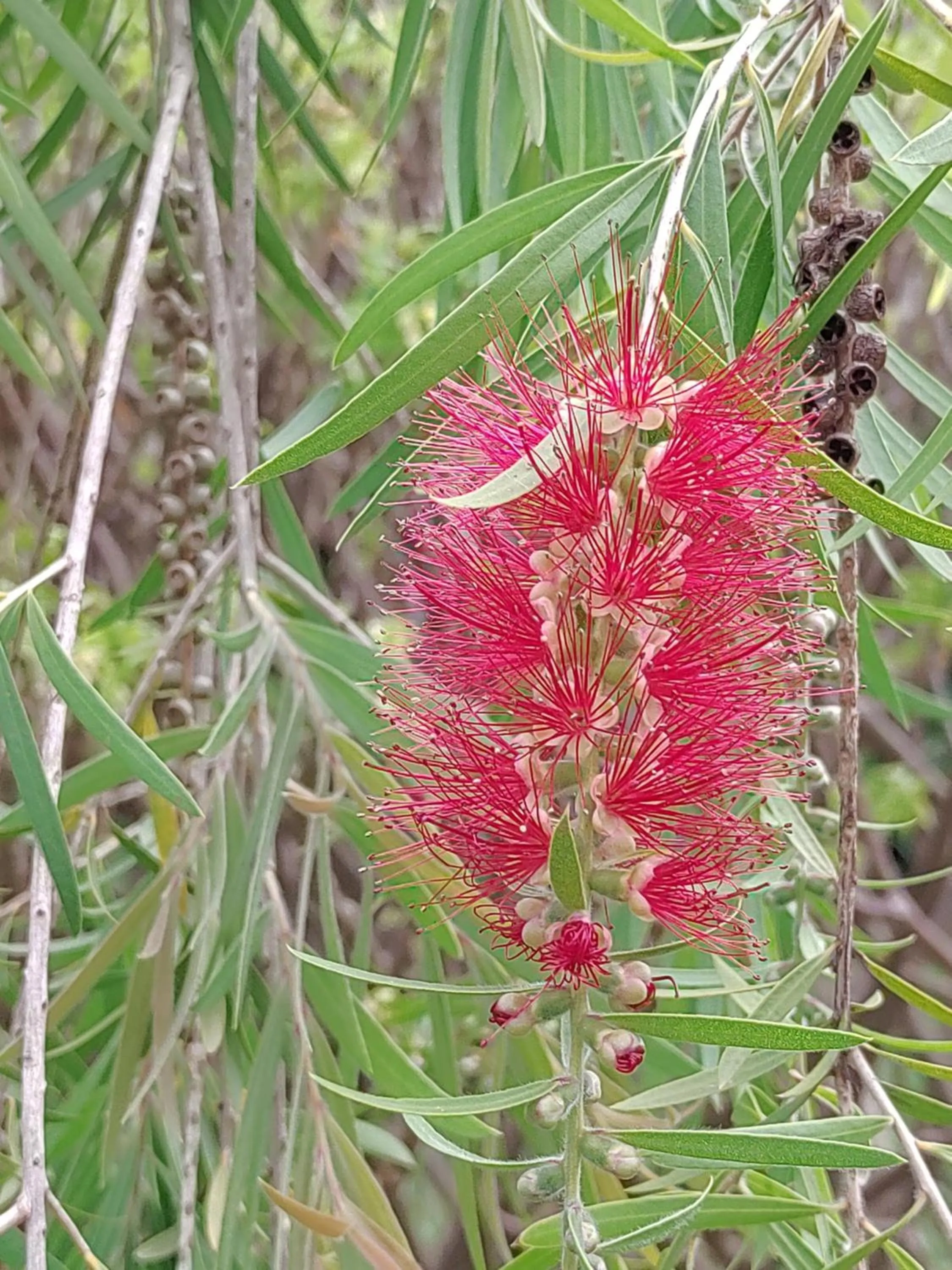 Garden in Tanzanice Farm Lodge