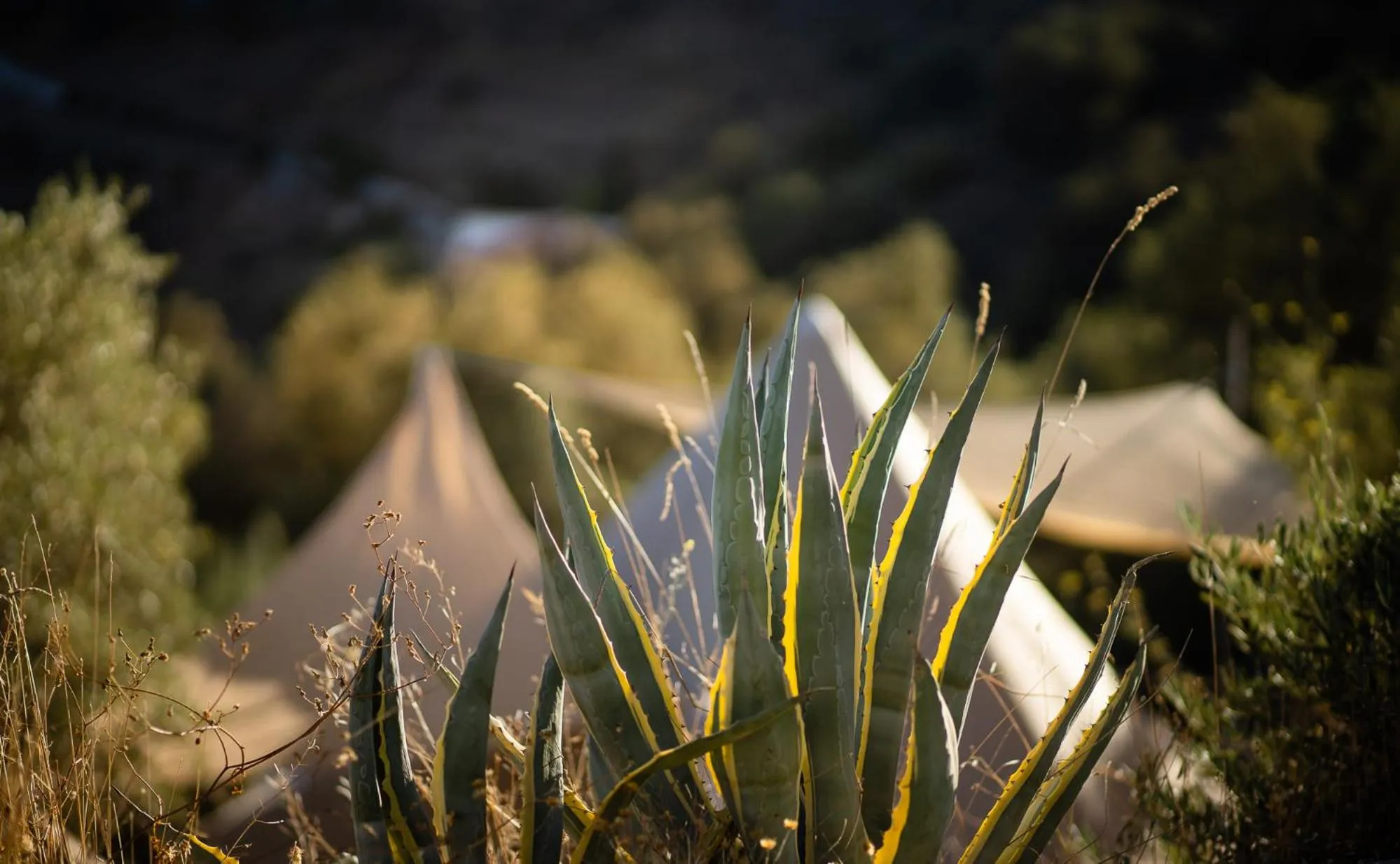 Property building in Campo Agave Luxury Tents