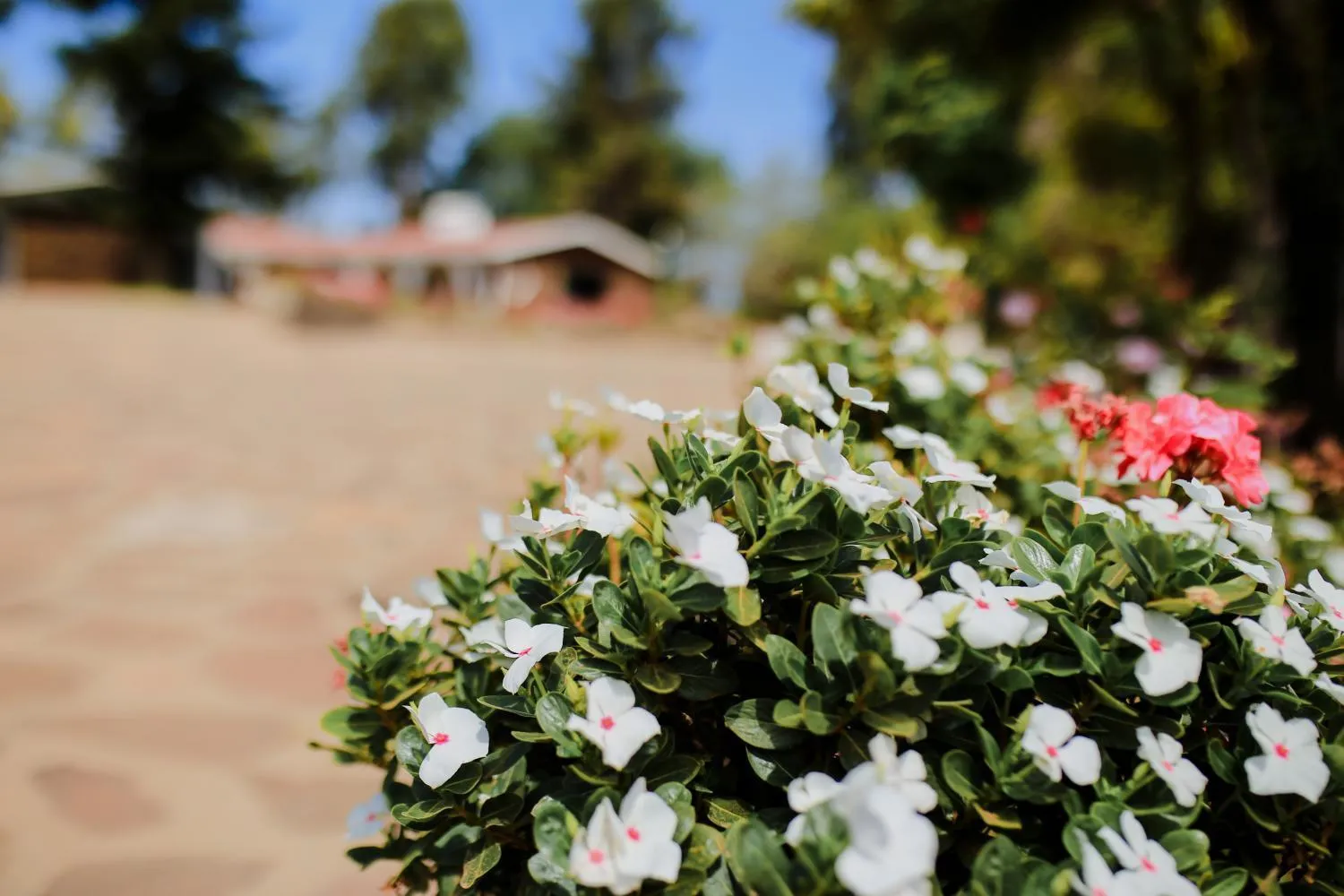 Garden in Rancho el Parral