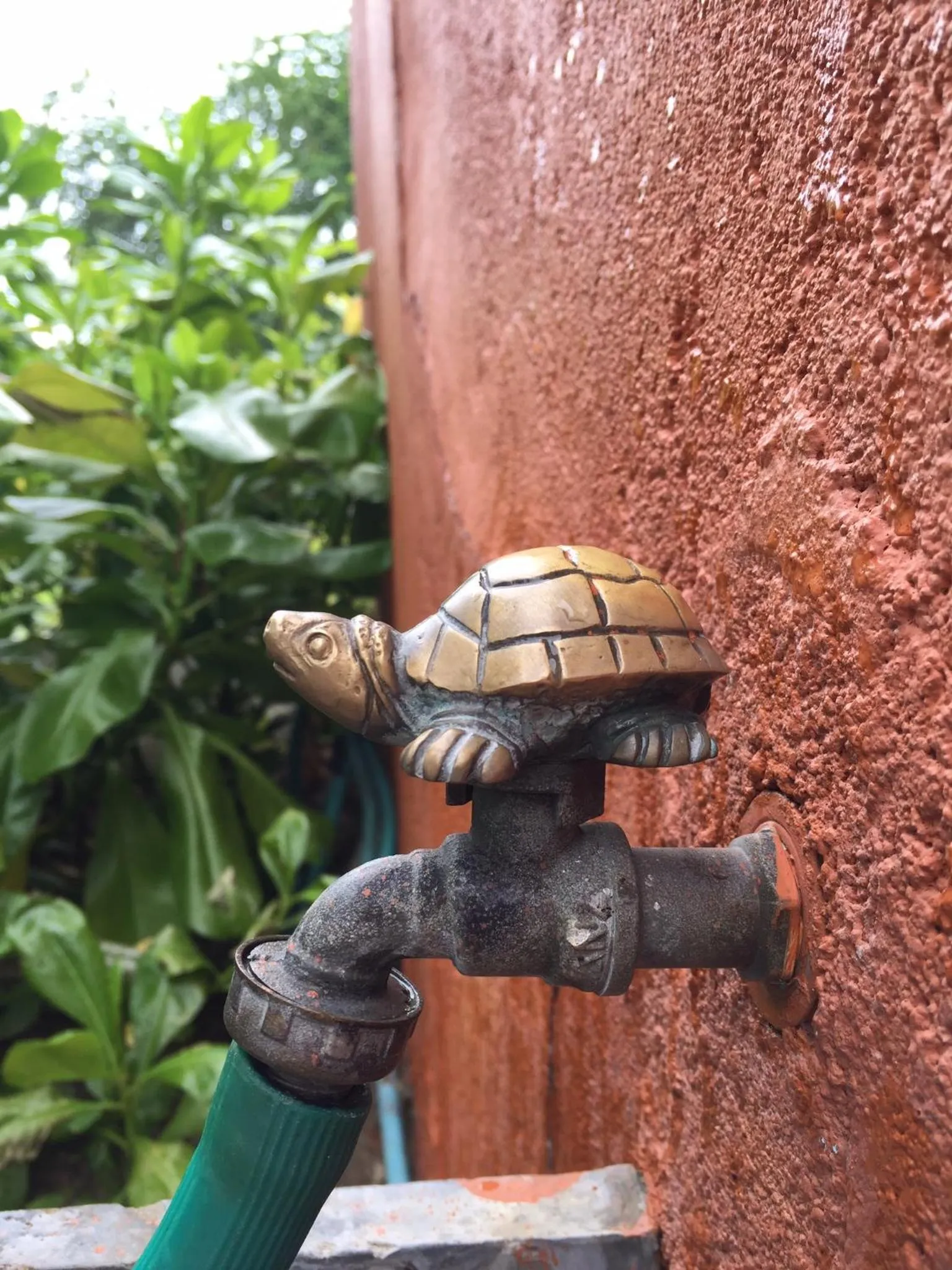 Away Las Tortugas at Hua Hin