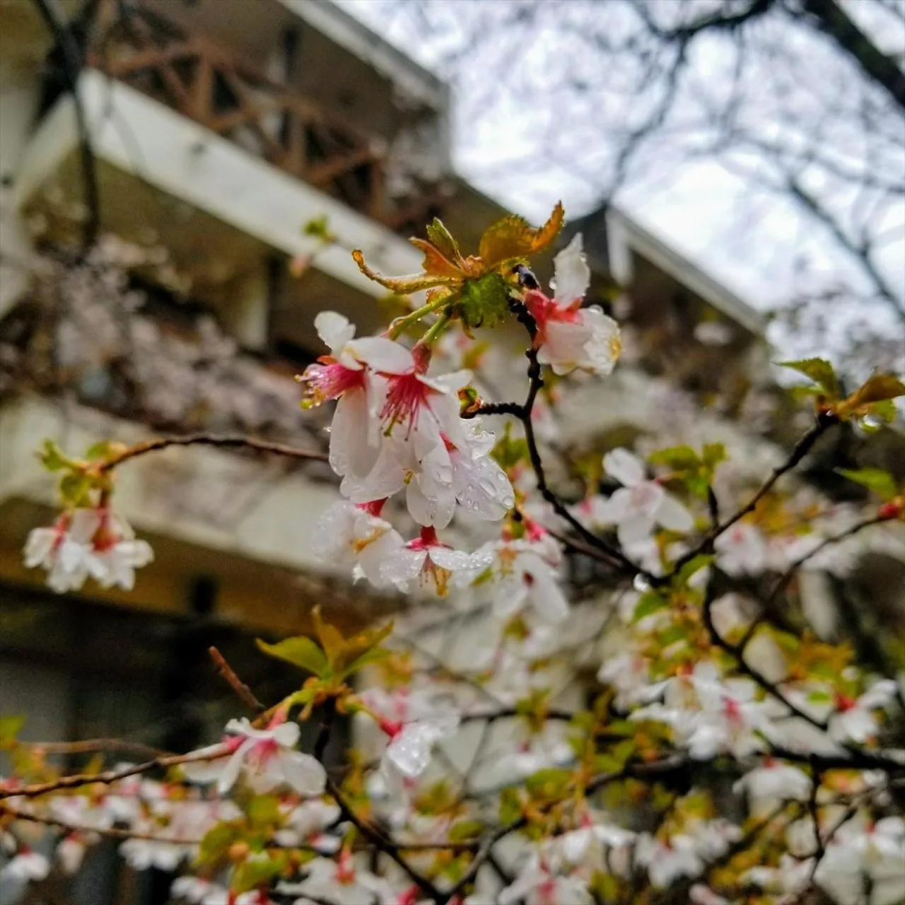 Spring in Yamanakako-Asahigaoka-Onsen Hotel Seikei
