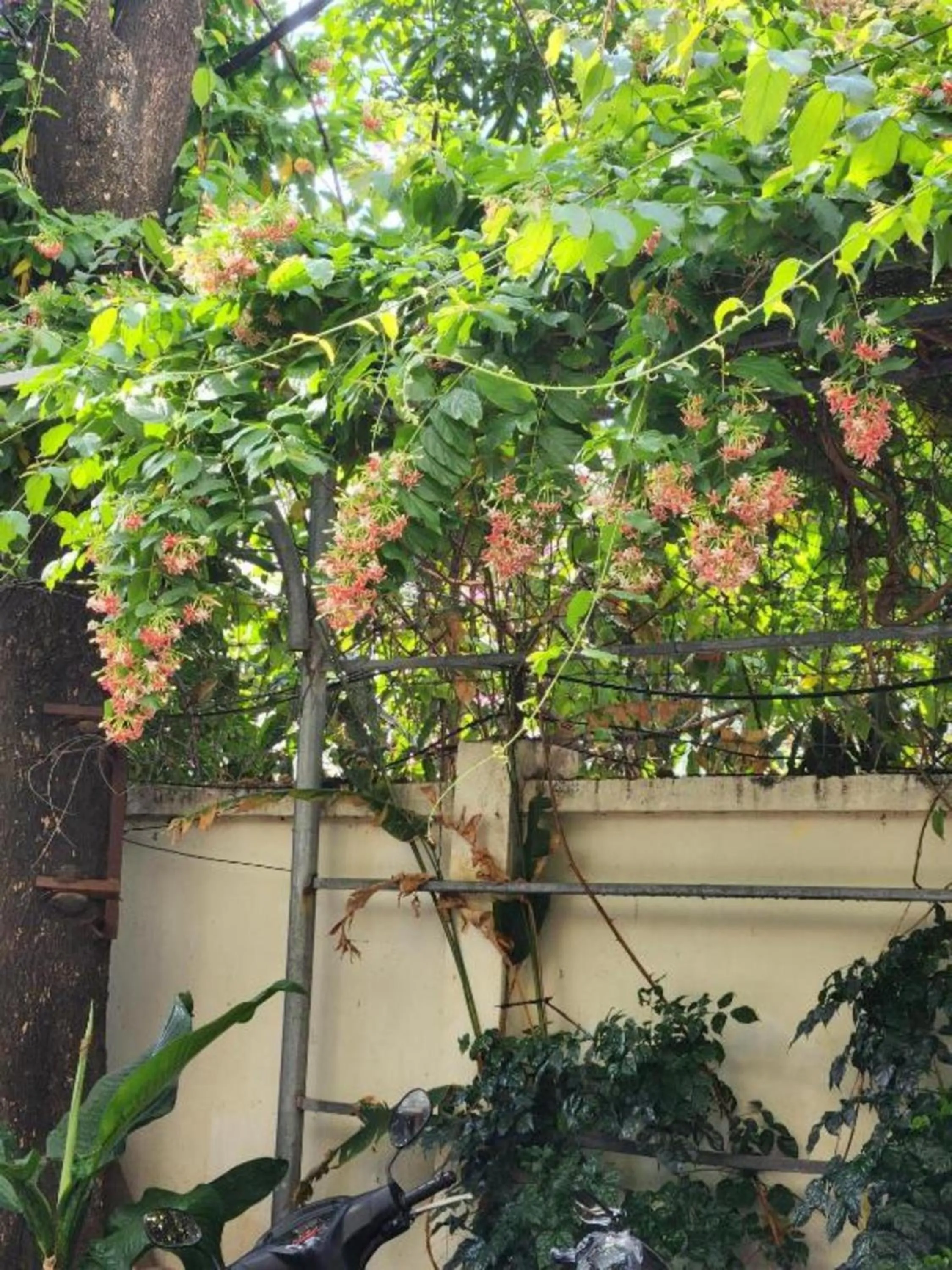 Spring in Senkotel Nha Trang Managed by NEST Group