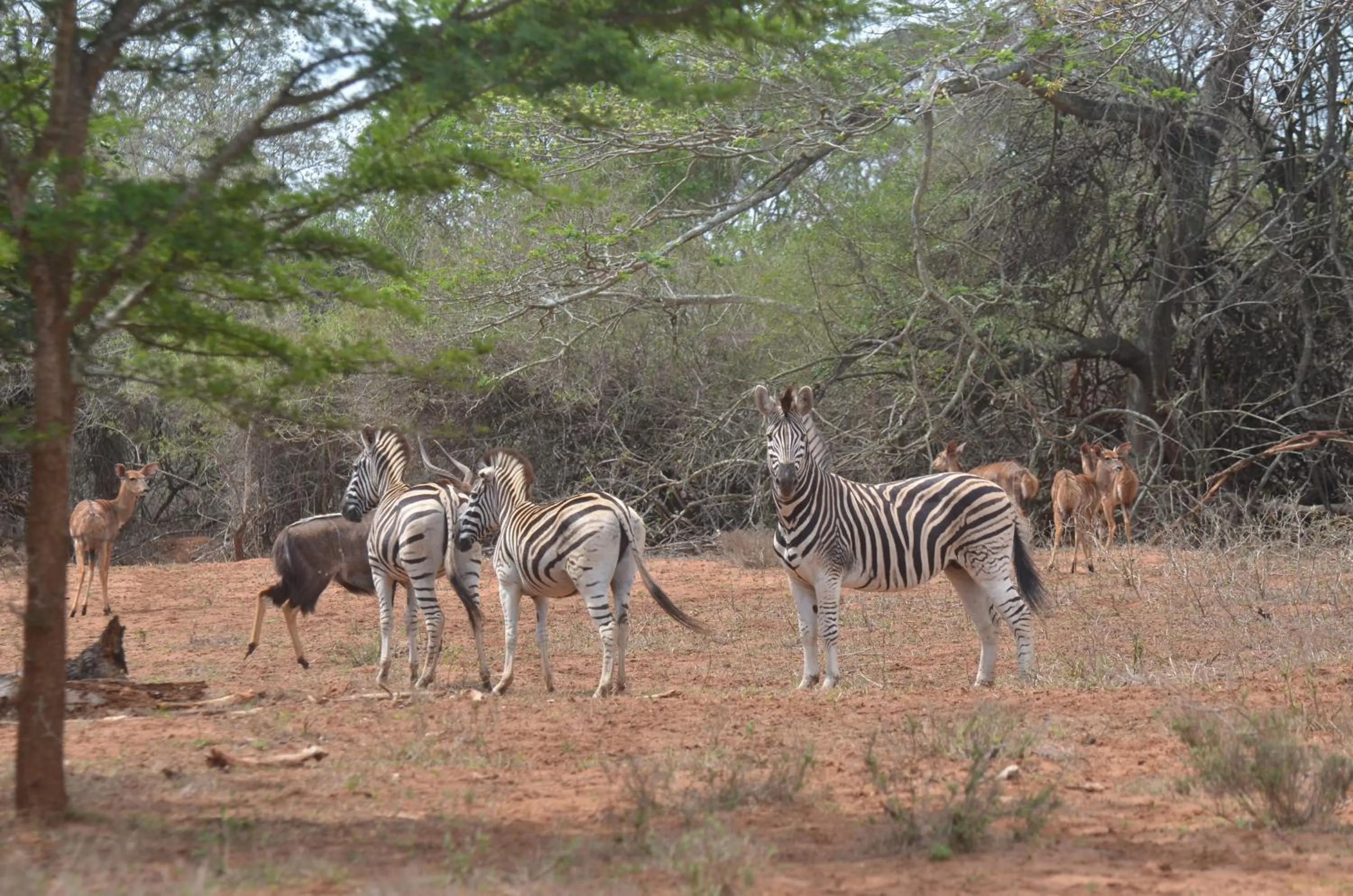 Animals in Bushbaby Lodge & Camping