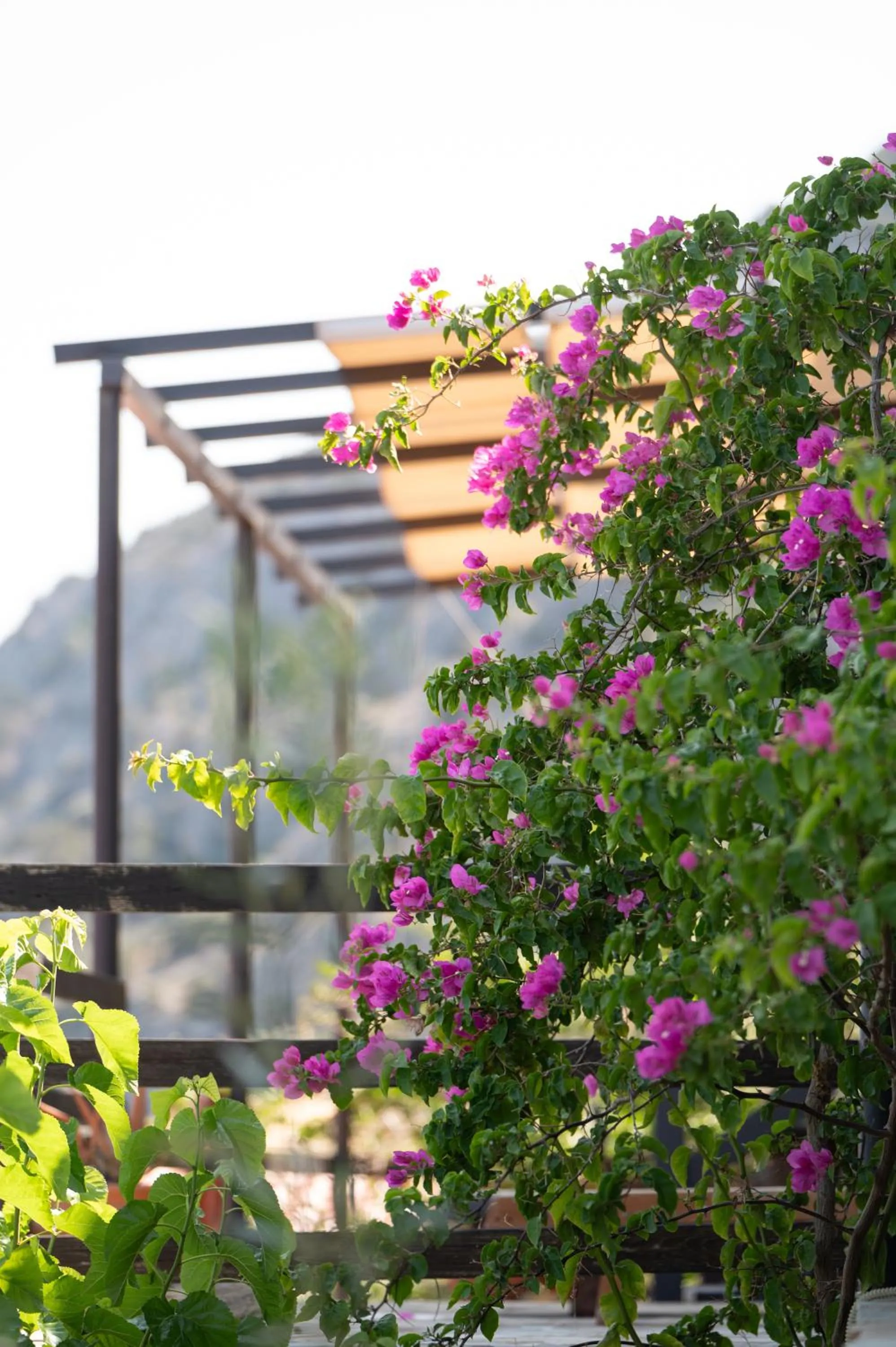 Natural landscape in Agrilia Koromili Retreat