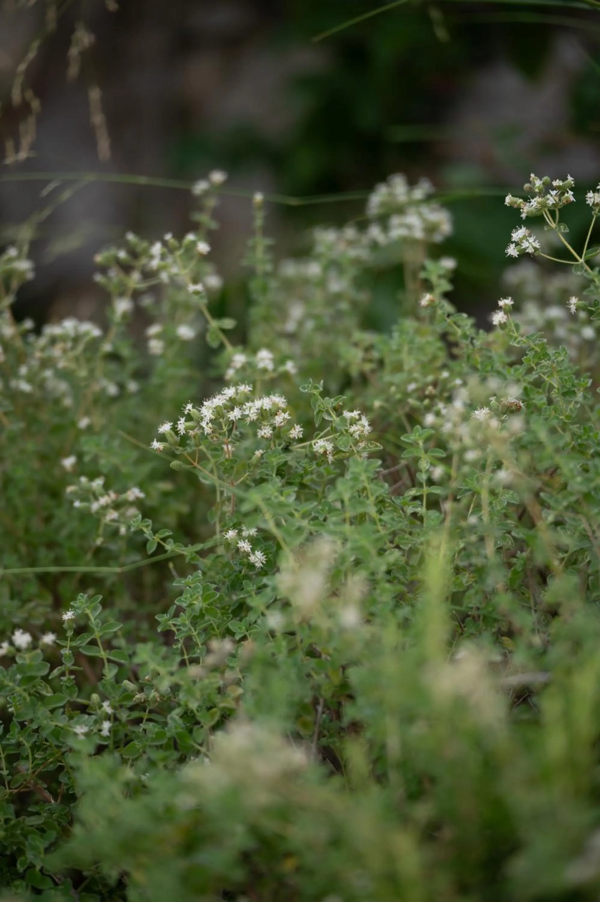 Day in Agrilia Koromili Retreat