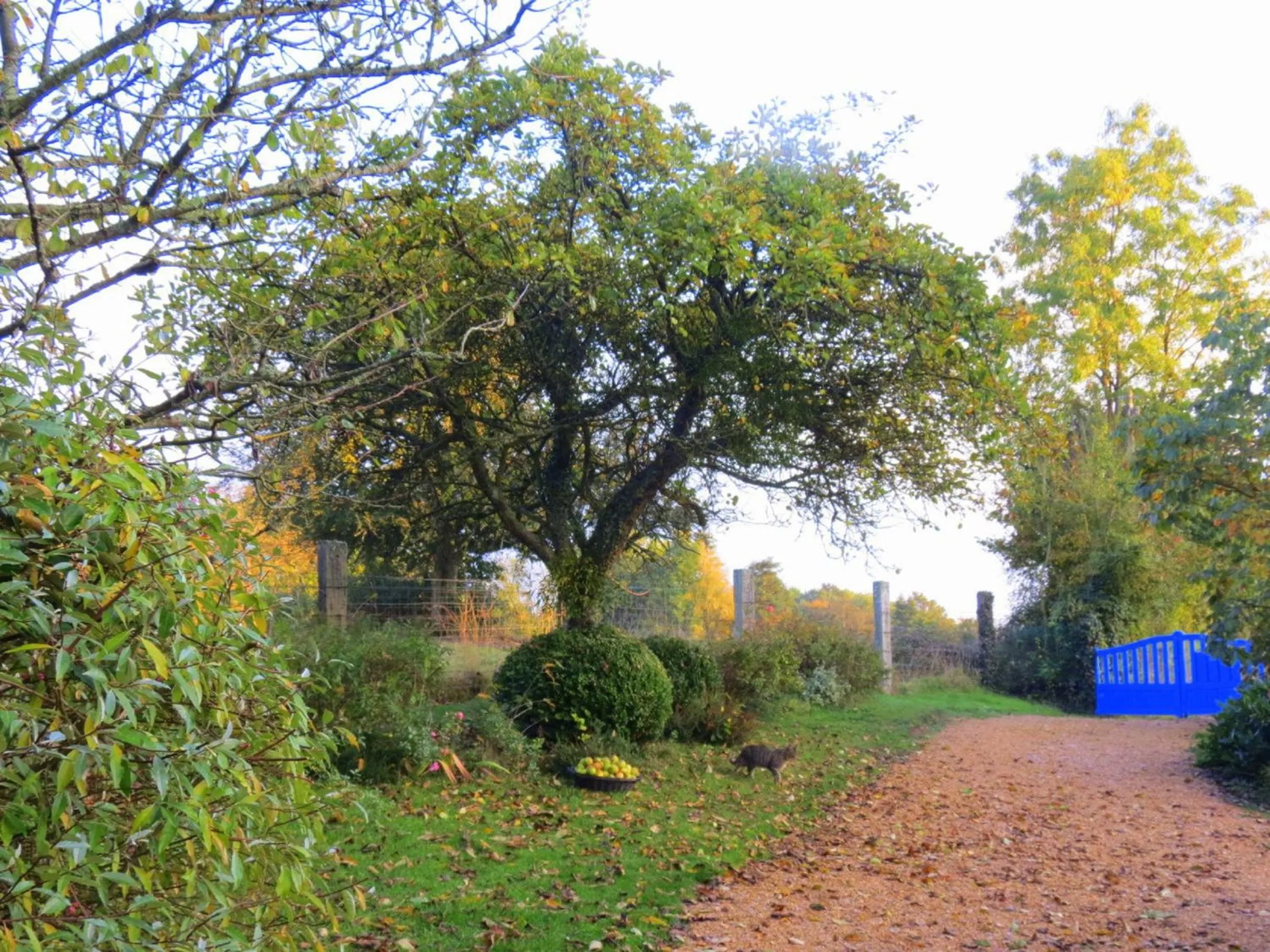 Garden in Le Chant Des Fees