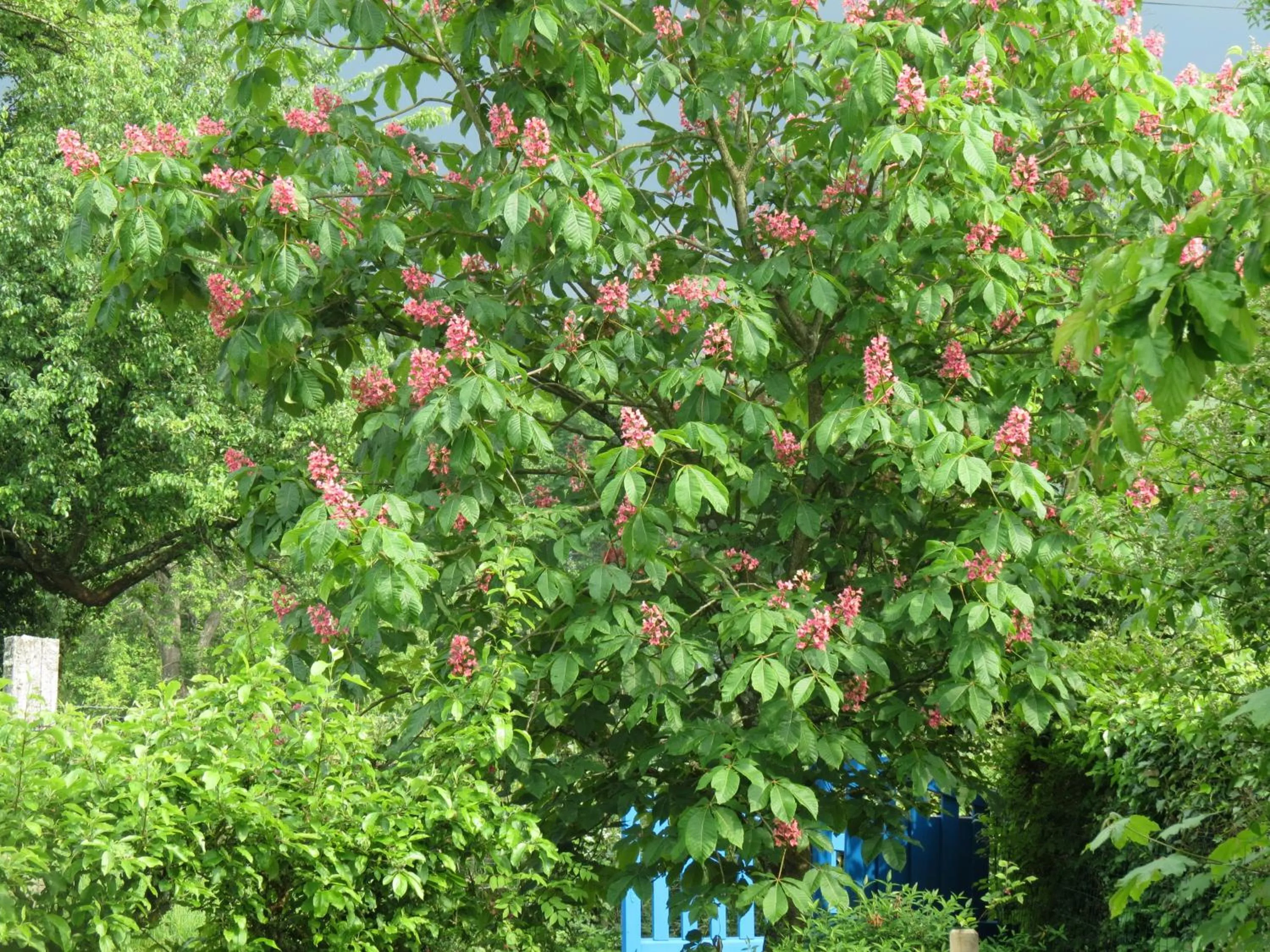 Garden in Le Chant Des Fees