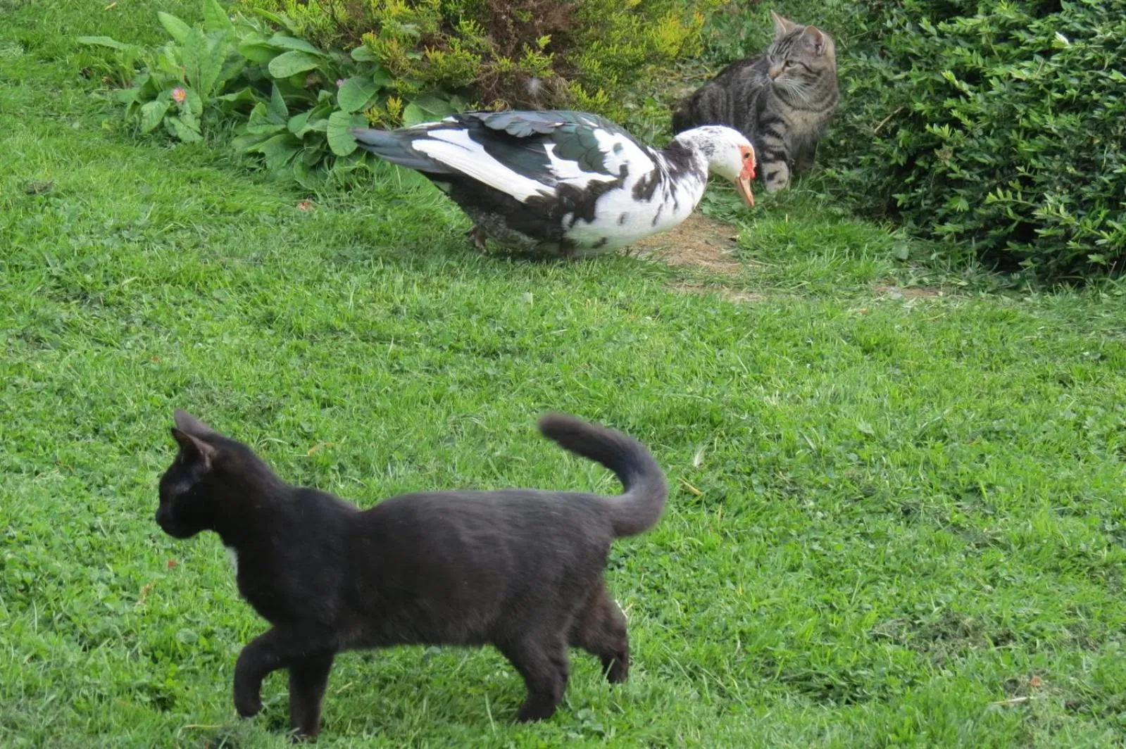 Pets in Le Chant Des Fees