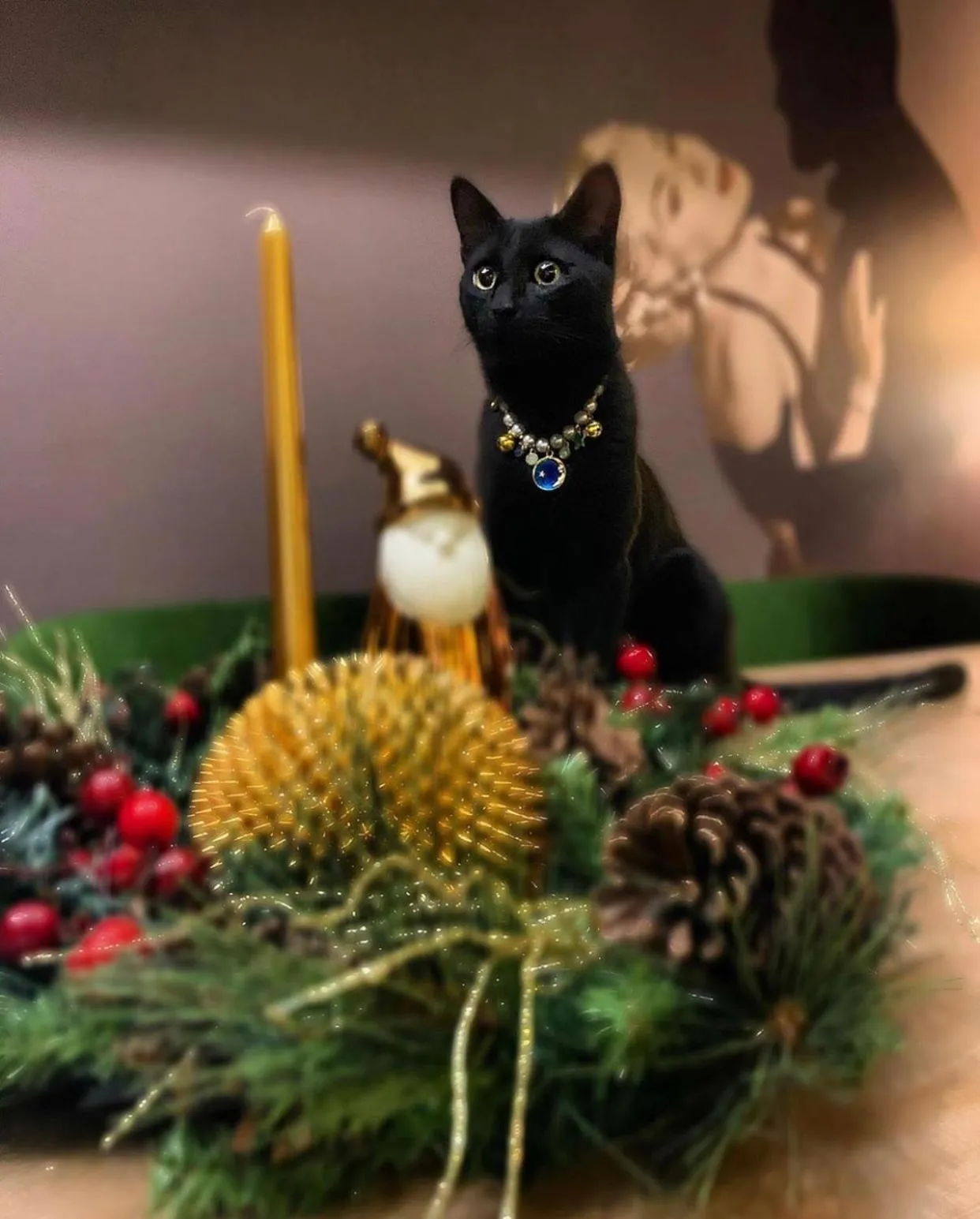 Pets in Kisi Boutique Hotel