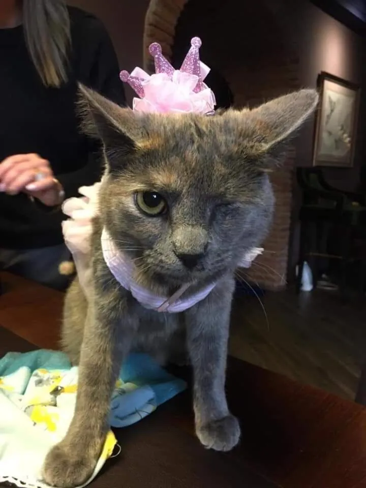 Animals in Kisi Boutique Hotel