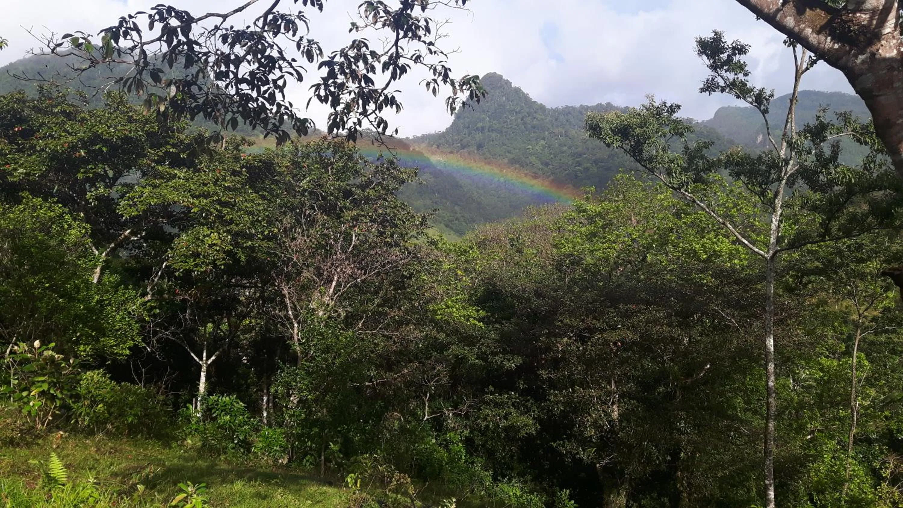 Rainforest Yasmin Hotel