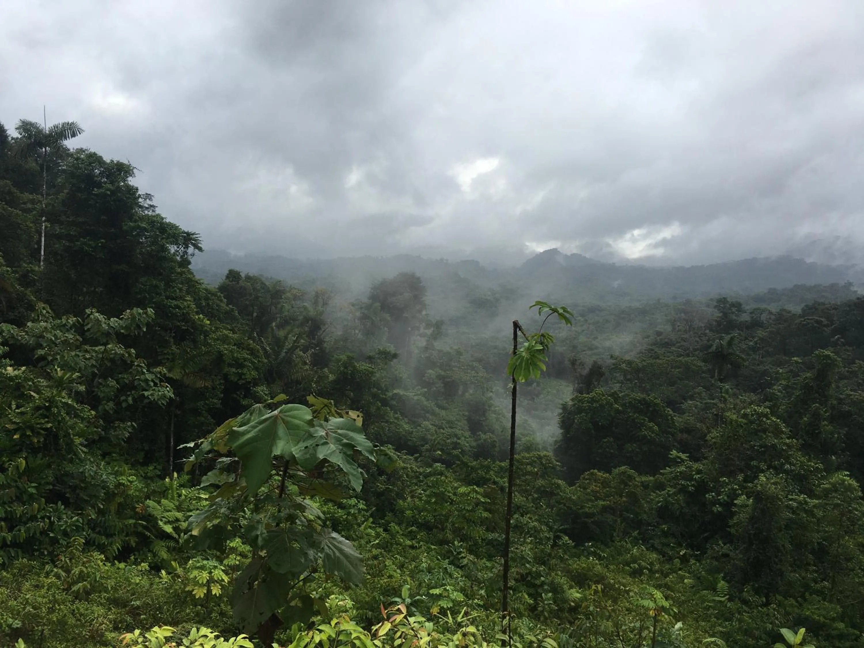 Rainforest Yasmin Hotel