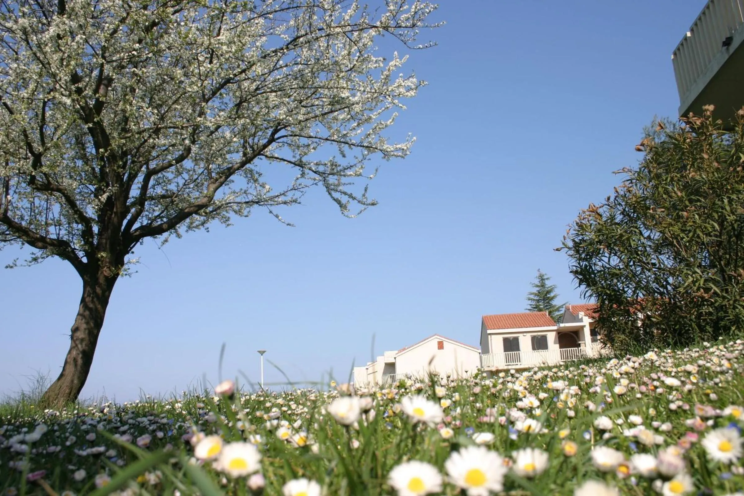 Area and facilities in Apartments Polynesia Plava Laguna