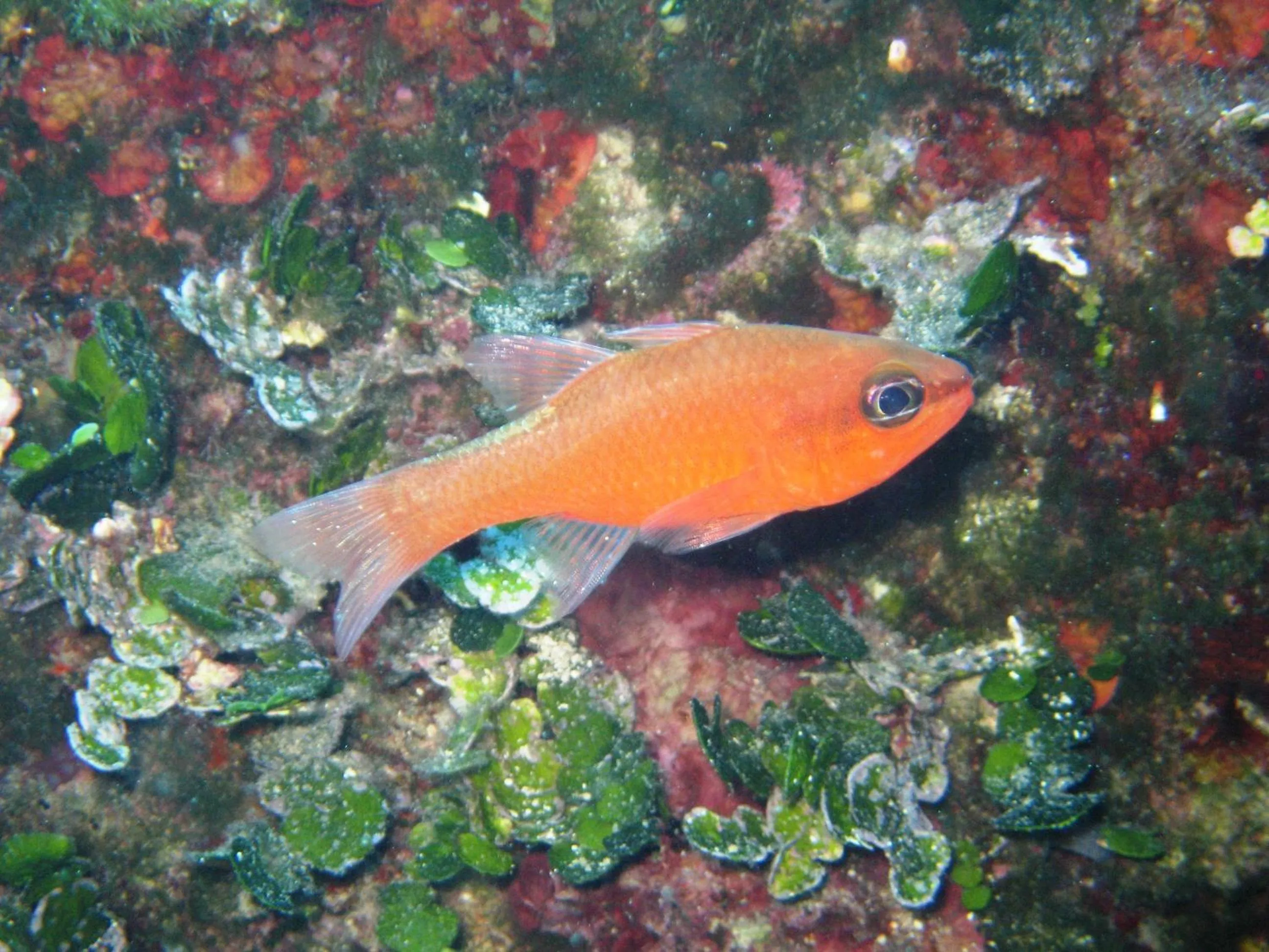 Other in Hotel Priscapac Resort & Apartments