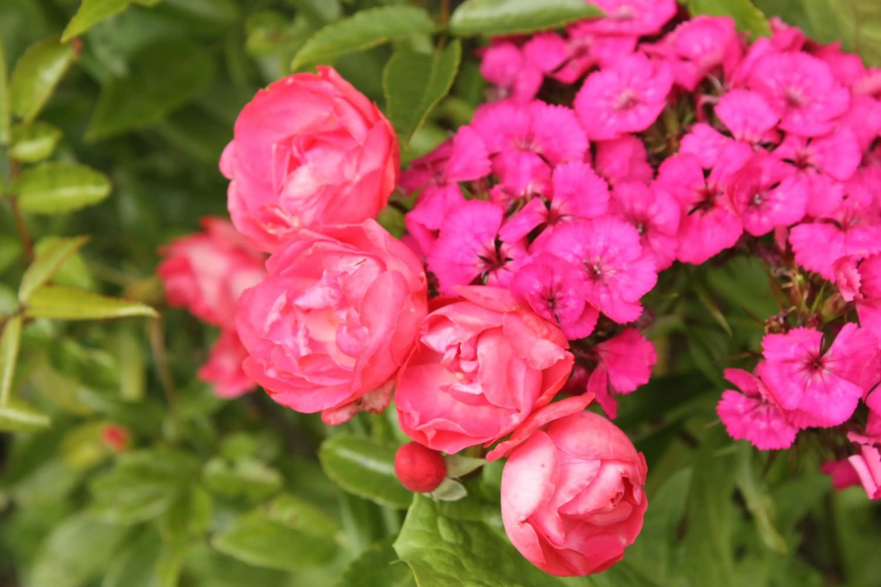 Garden view in Landlust Ischl