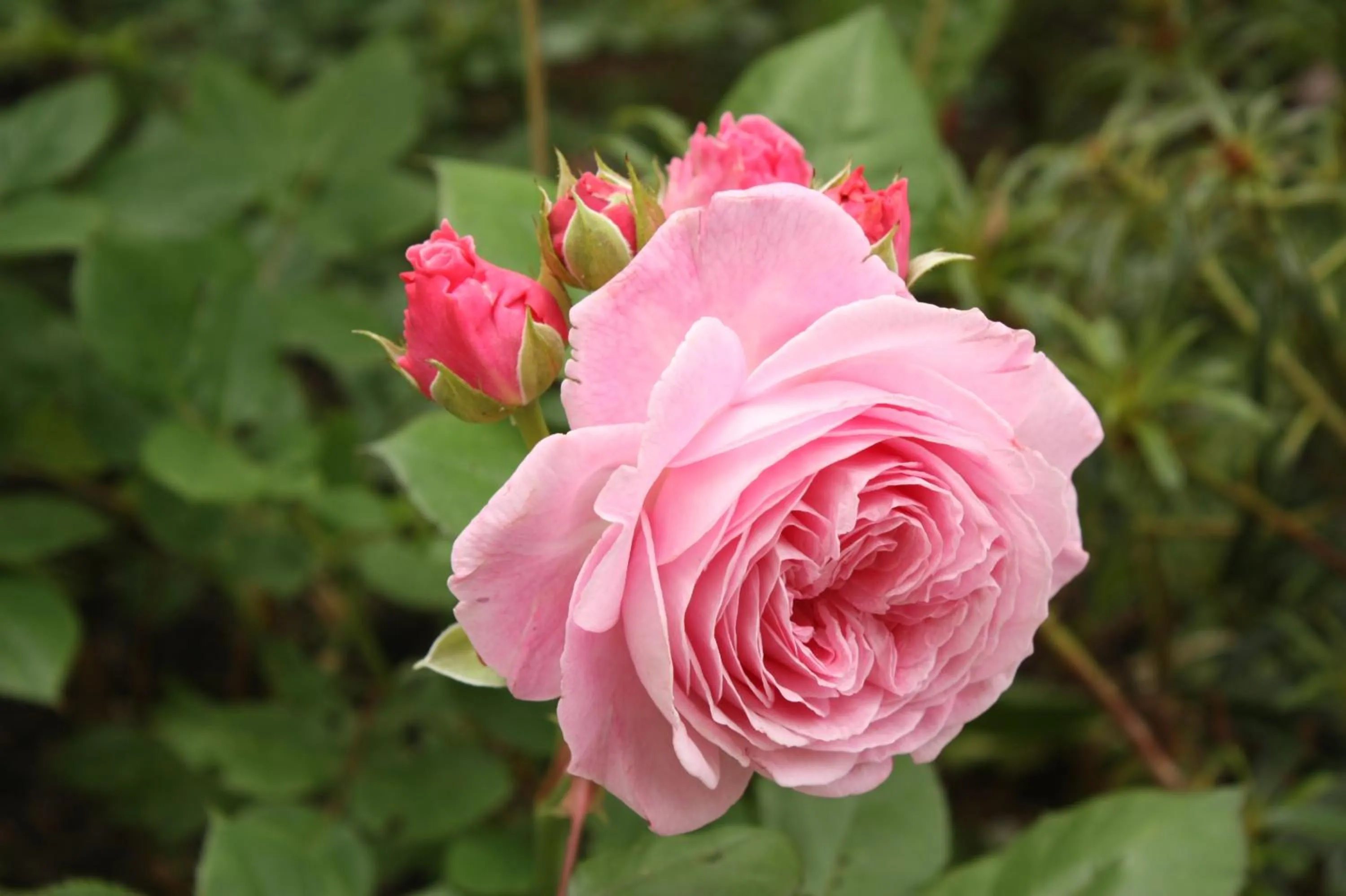 Garden view in Landlust Ischl