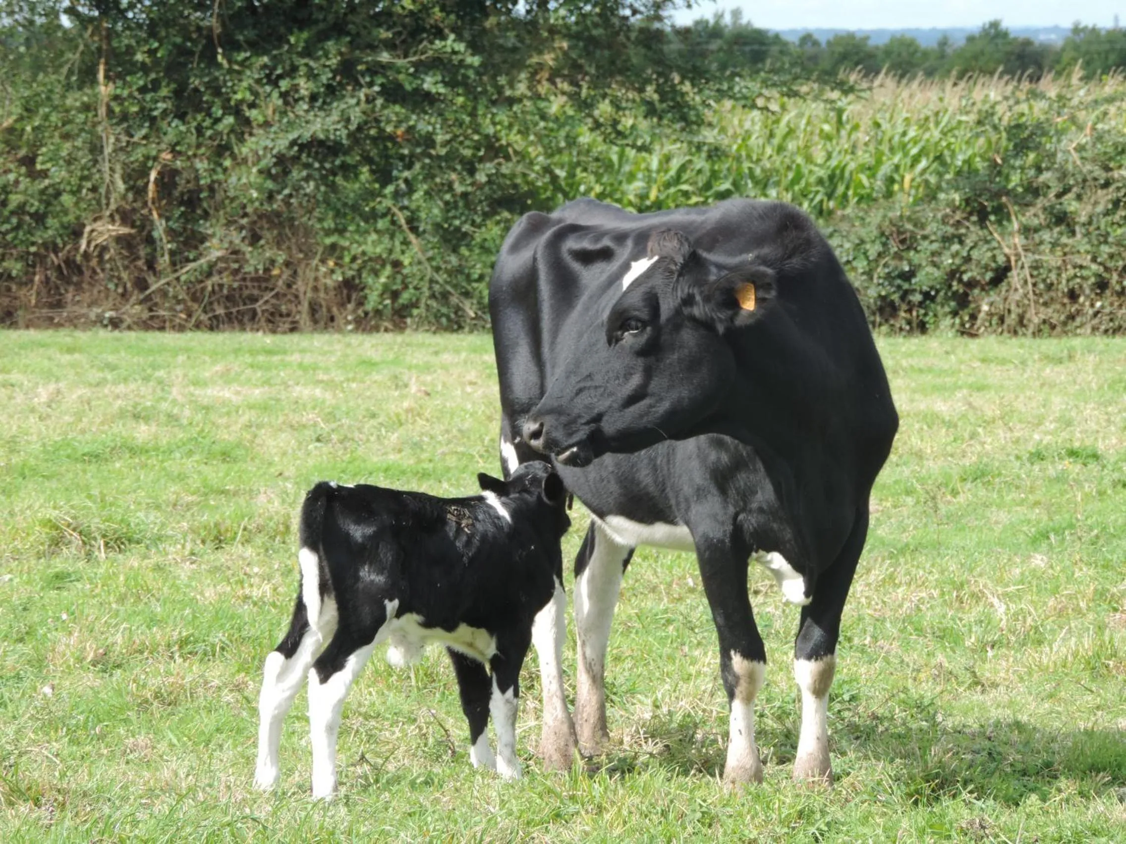Animals in Ferme du Rupalley