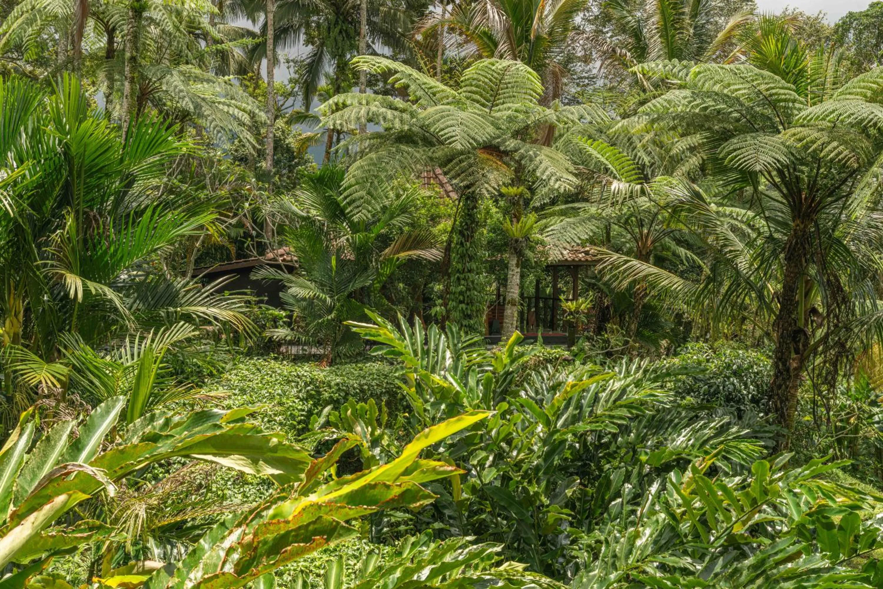 Property building in Alassari Plantation