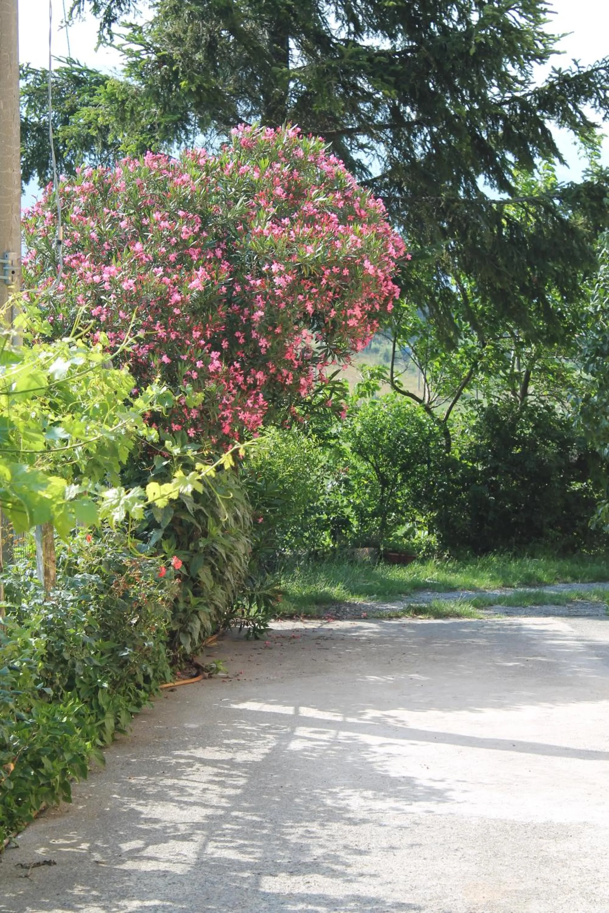 Garden in B&B Matilde