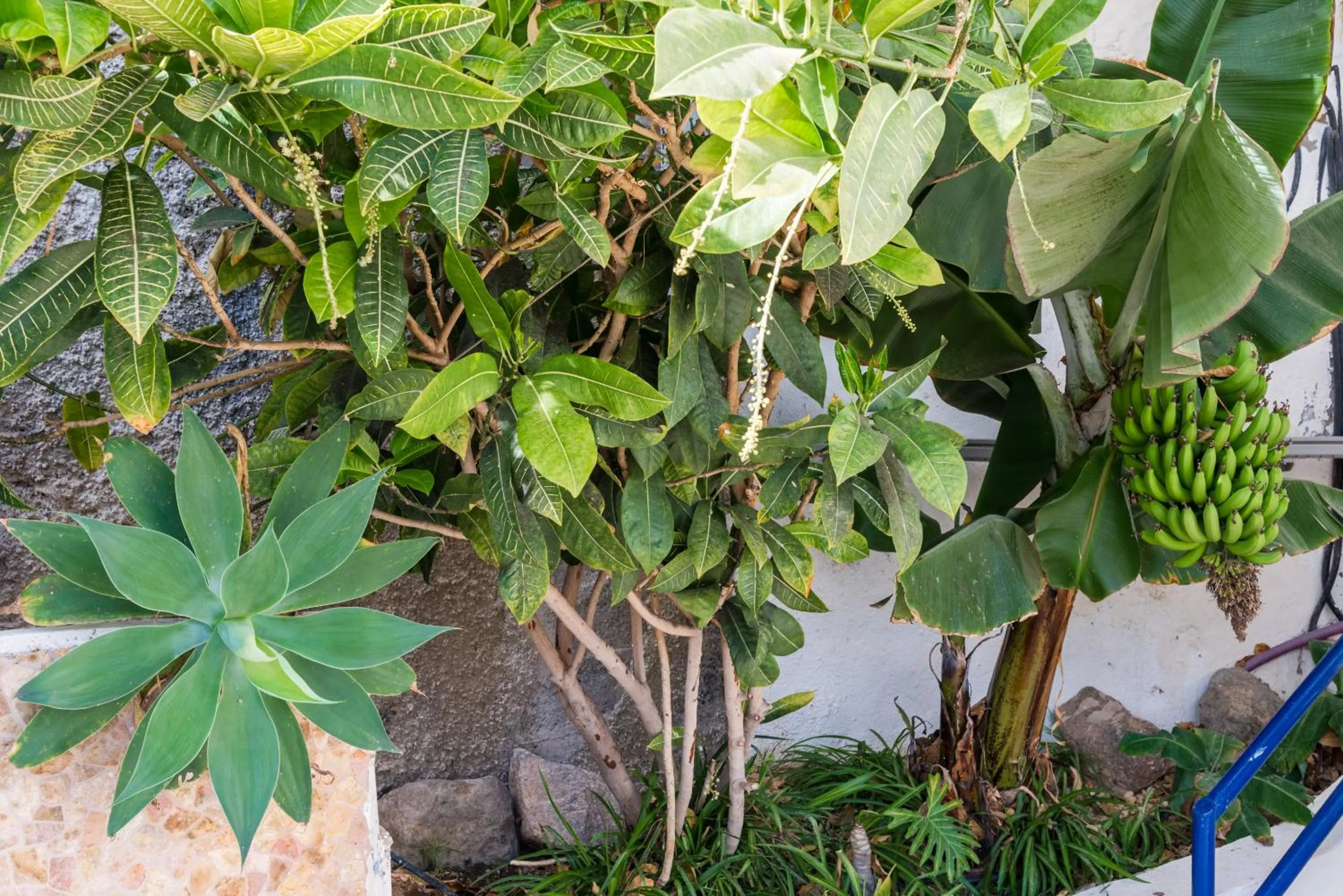 Garden in Palm Suites