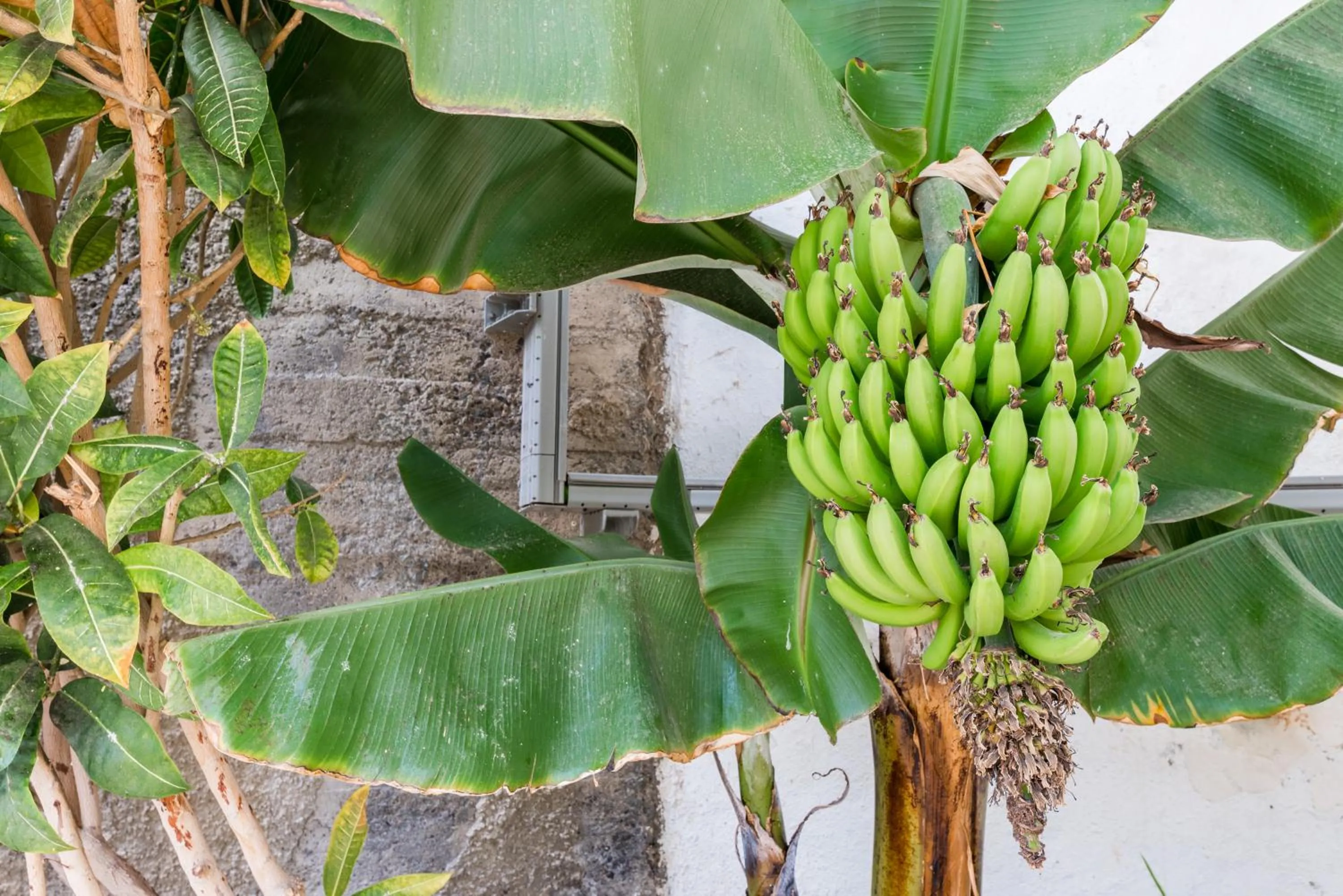 Garden in Palm Suites