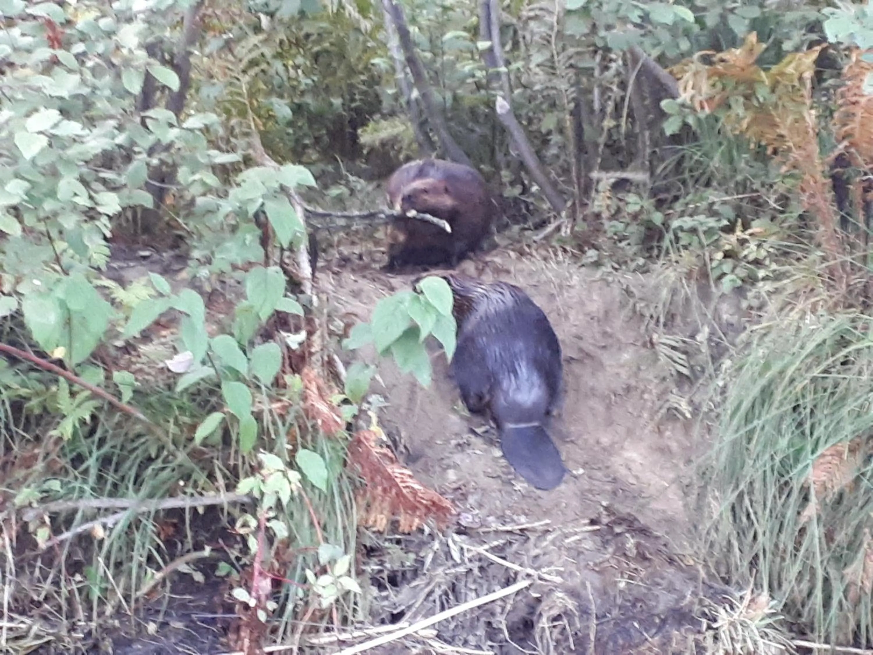 Hébergement de la Montagne St-Roch