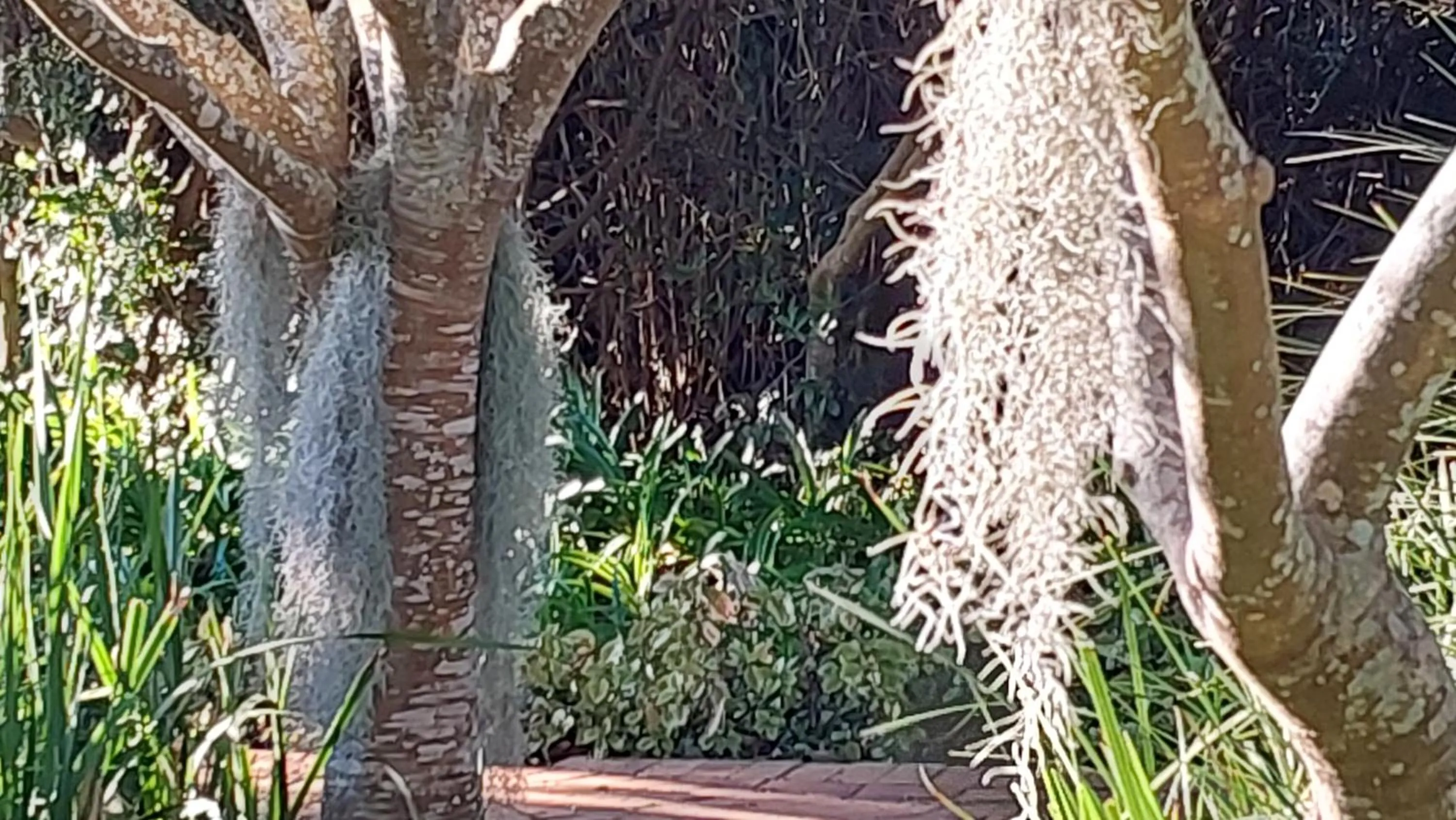 Garden in Paradise Cove