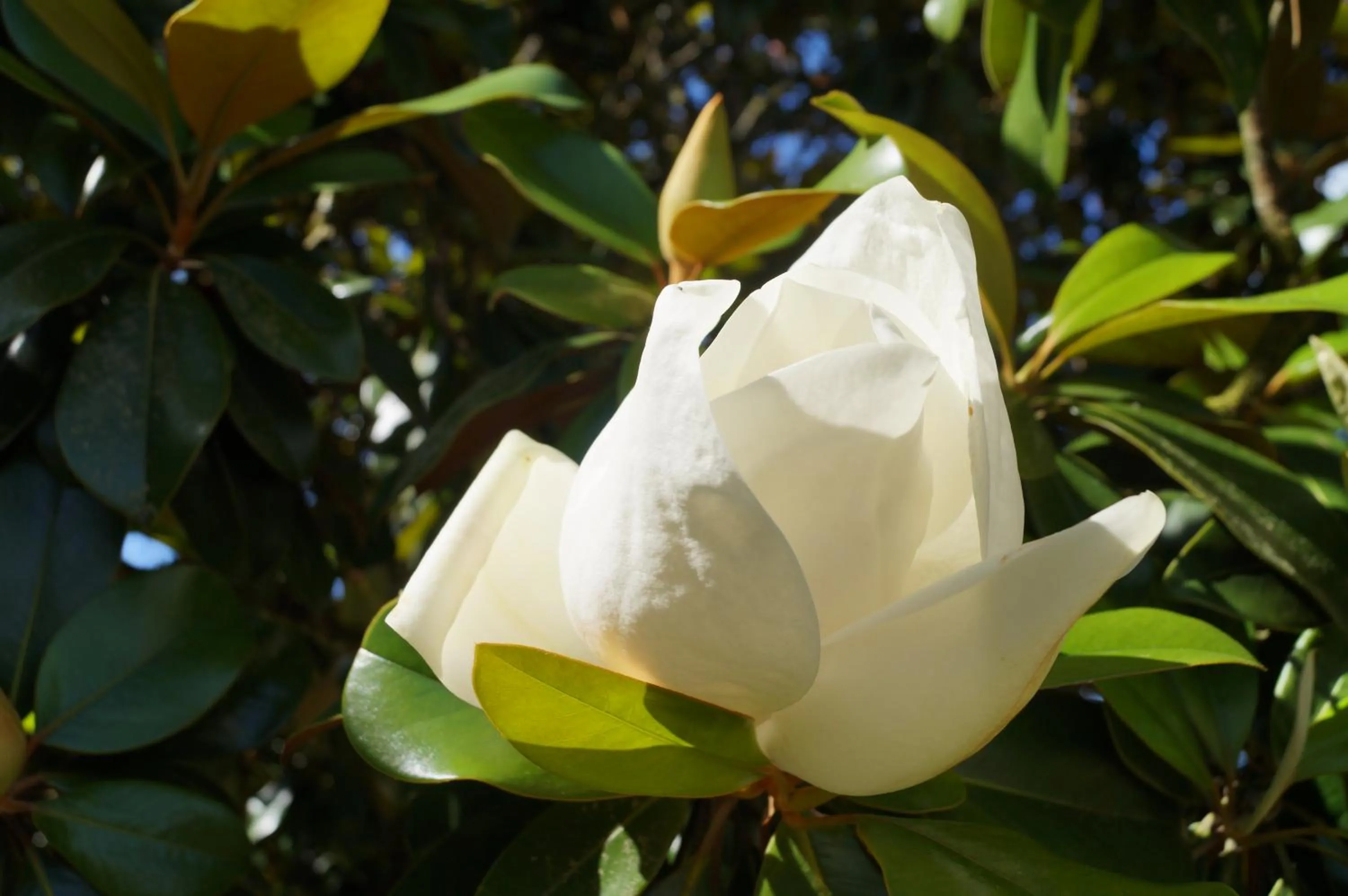 Garden in Les Luz - Chambres d'hôtes