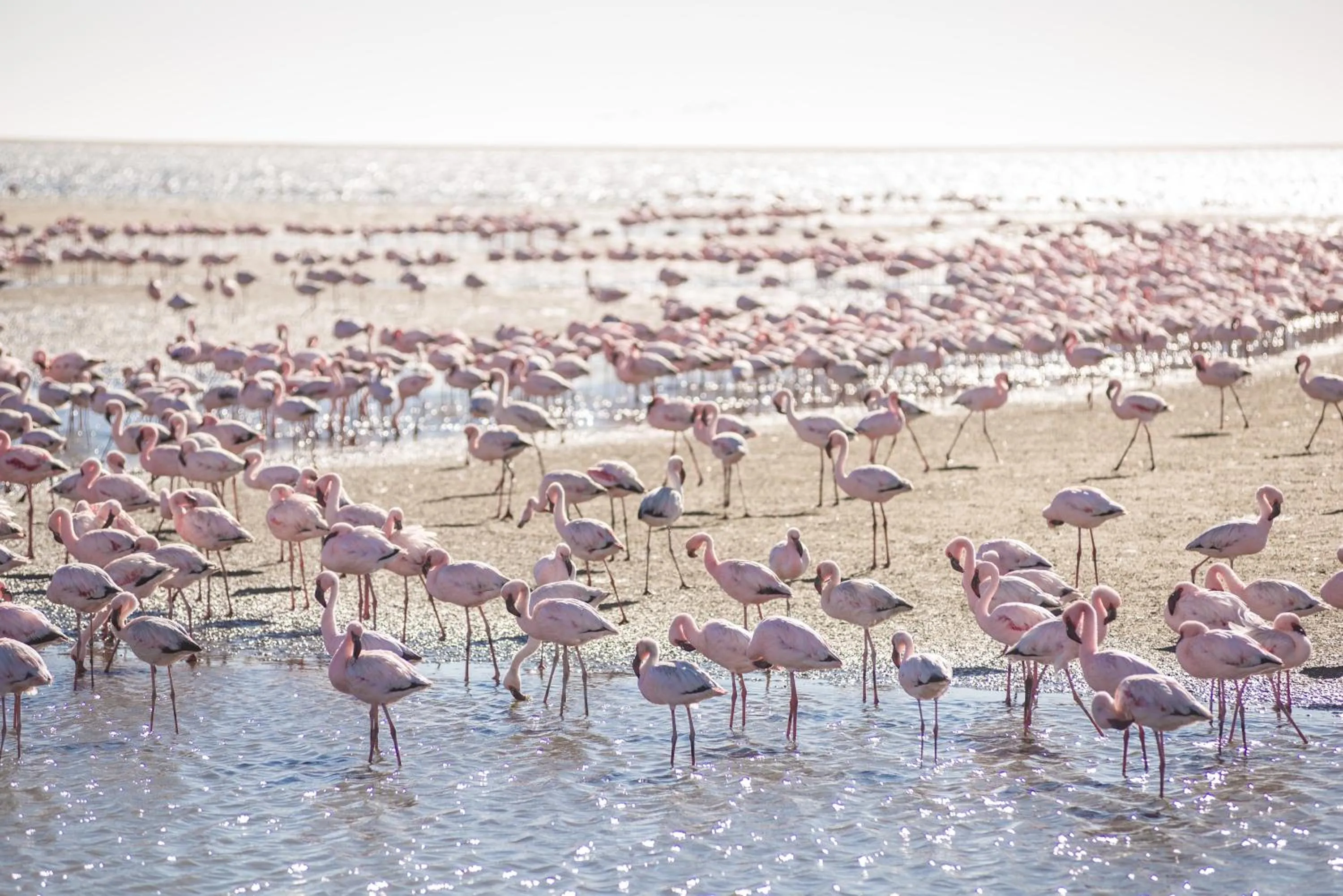 Beach in Flamingo Villas Boutique Hotel