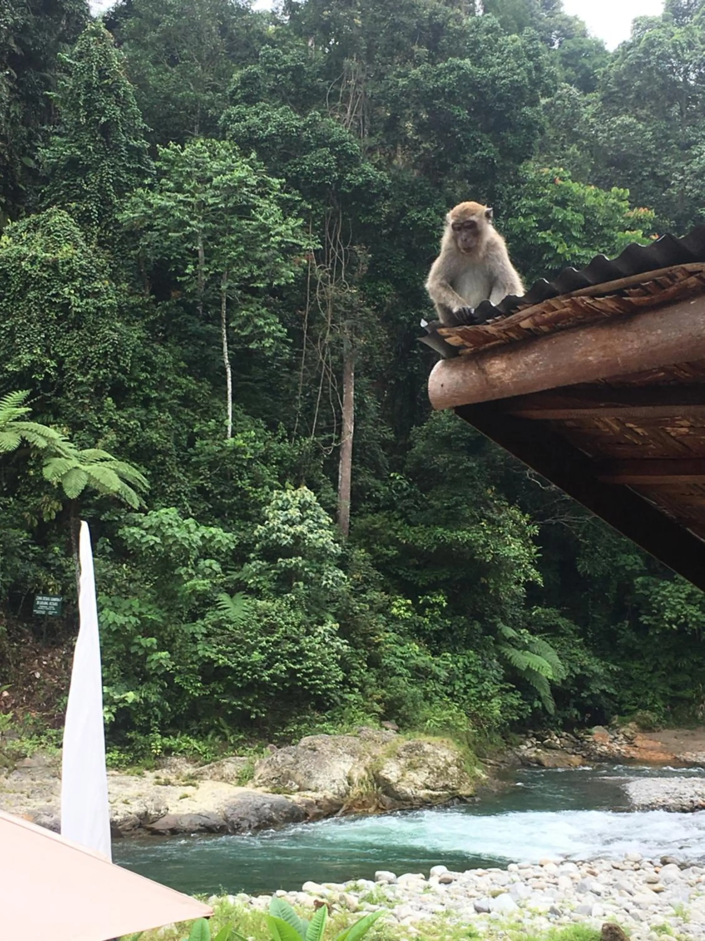 Jungle Inn Bukit lawang