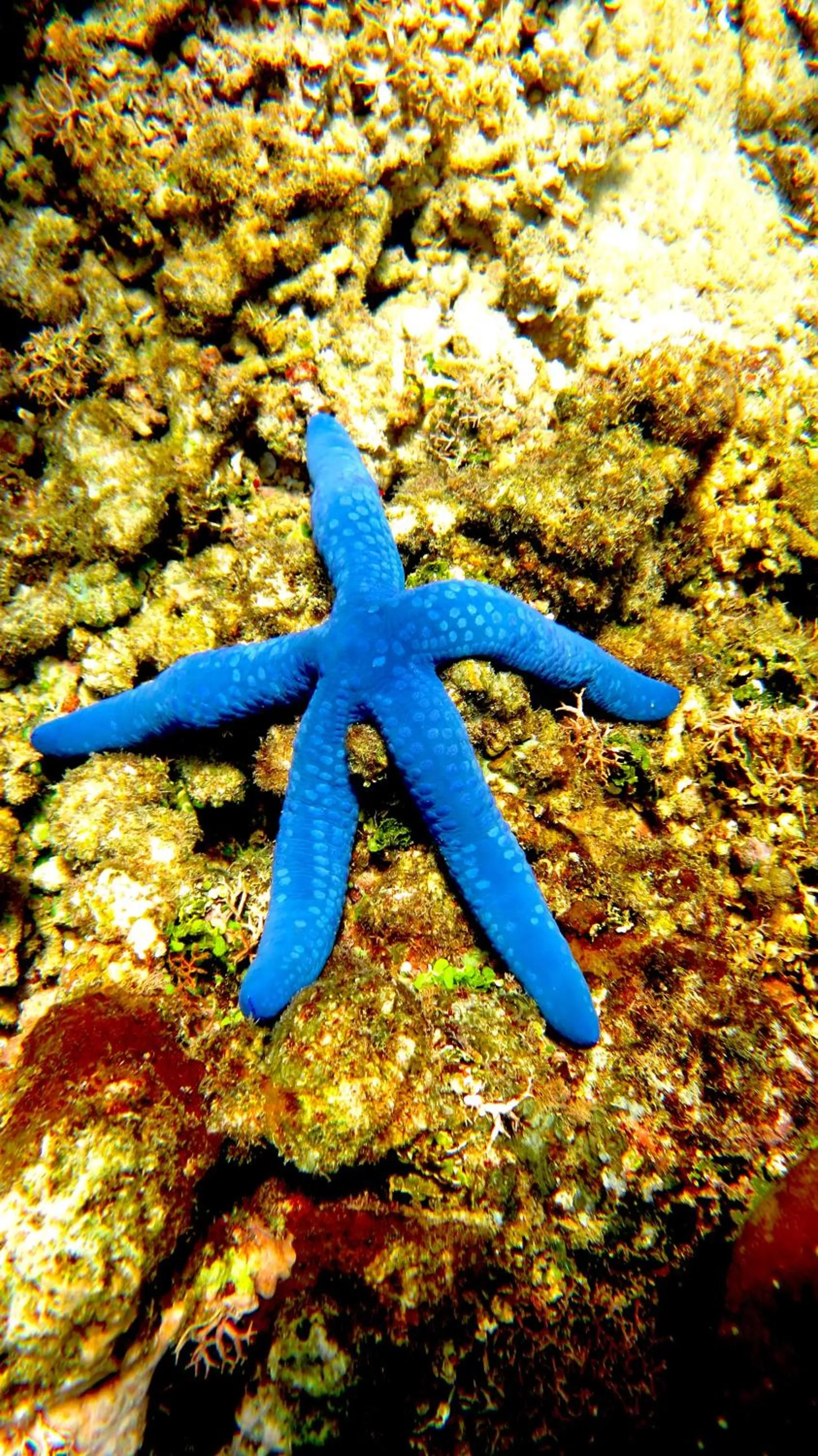 Swimming pool in Evis Resort at Nggatirana Island