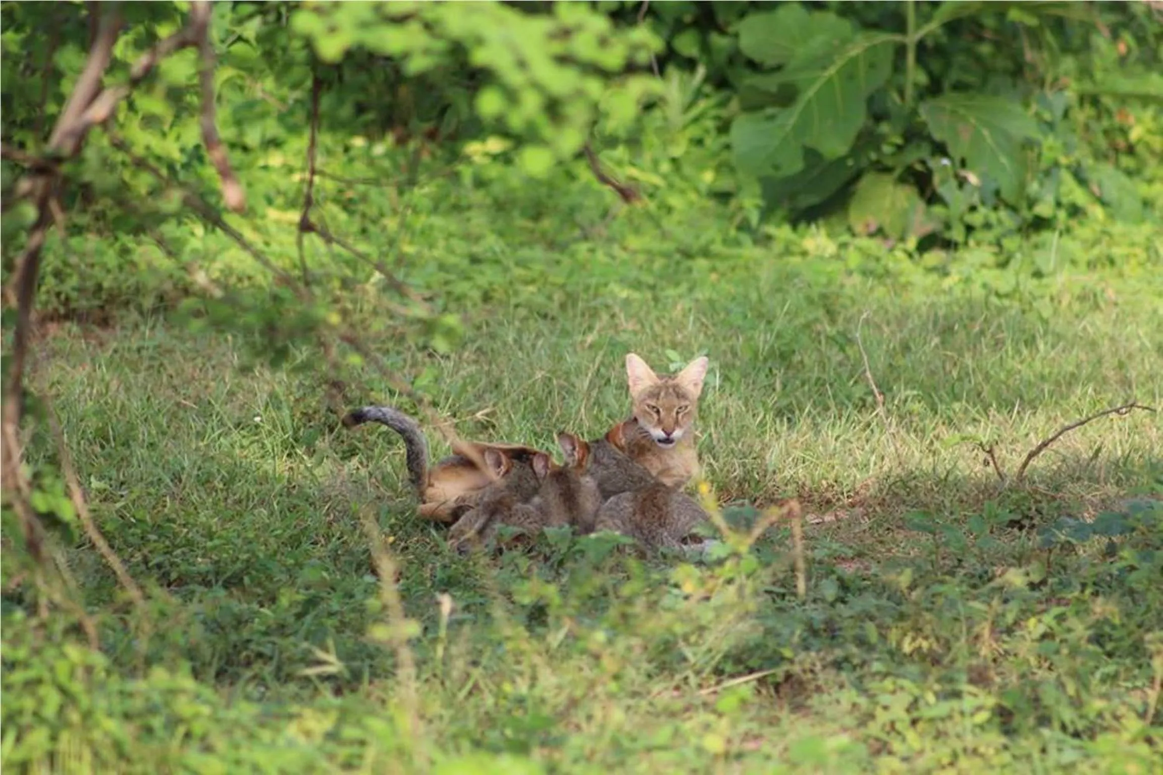 Other in Greenwood Udawalawa Safari Resort