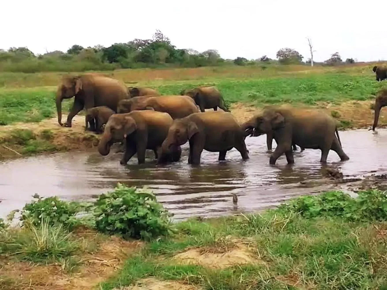Other in Greenwood Udawalawa Safari Resort