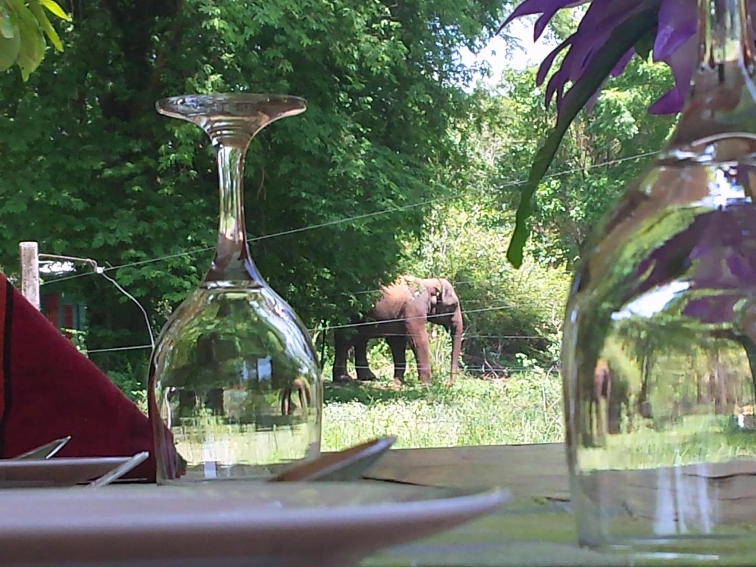 View (from property/room) in Greenwood Udawalawa Safari Resort