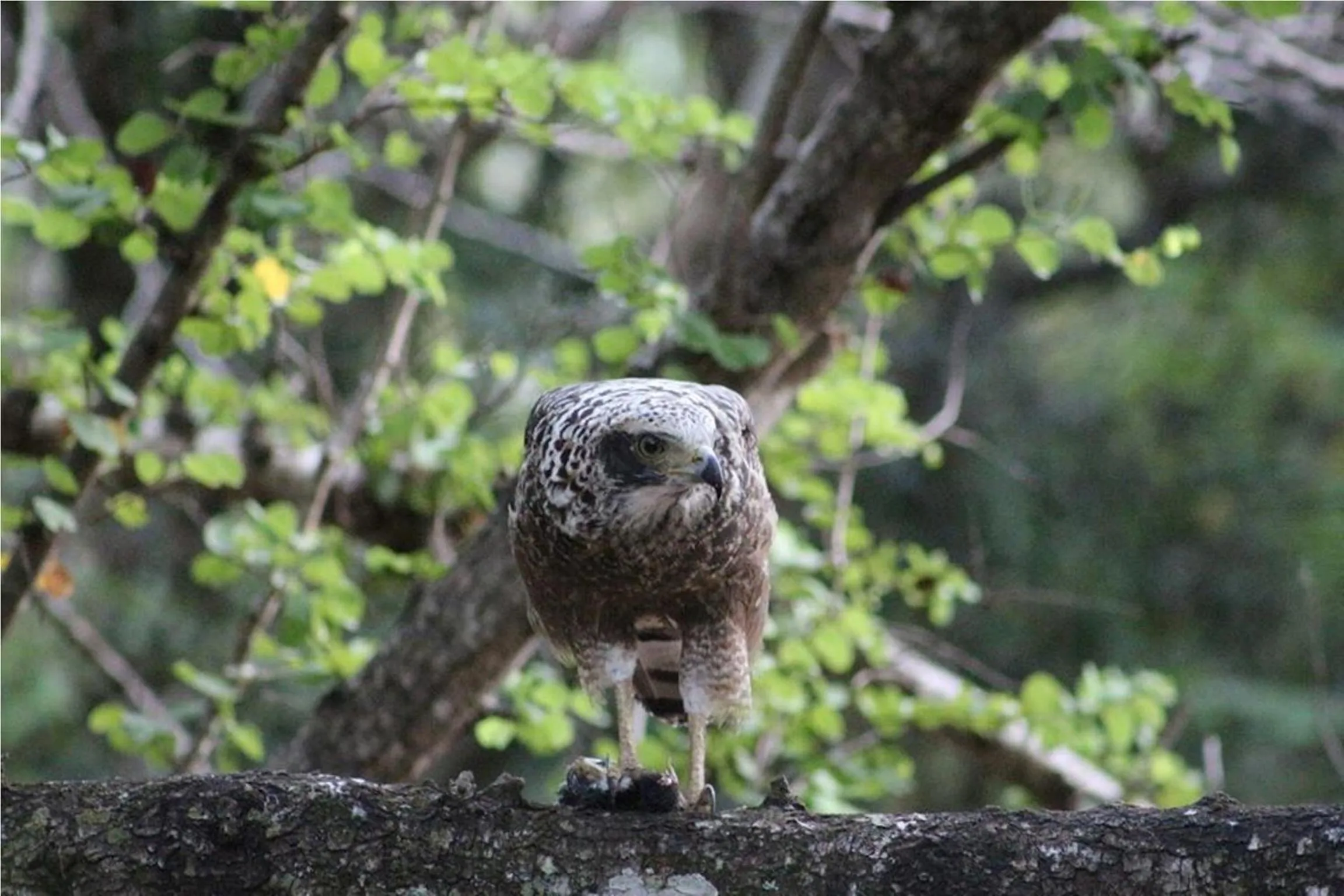 Off site in Greenwood Udawalawa Safari Resort