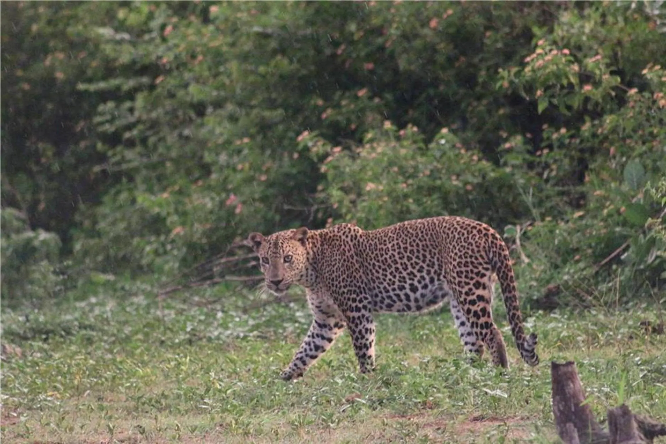 Entertainment in Greenwood Udawalawa Safari Resort