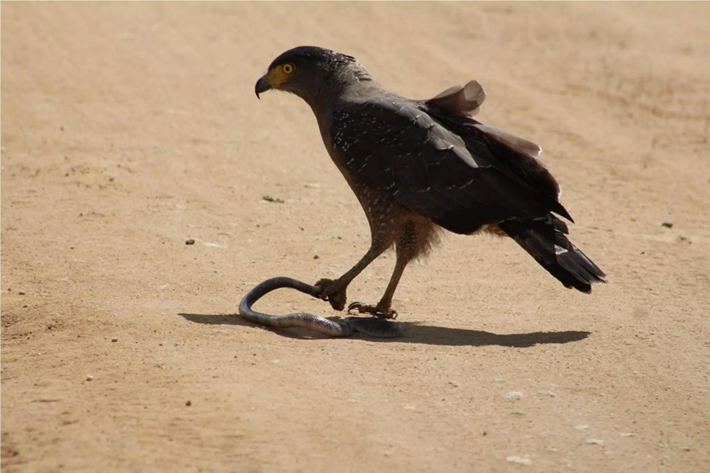 Activities in Greenwood Udawalawa Safari Resort