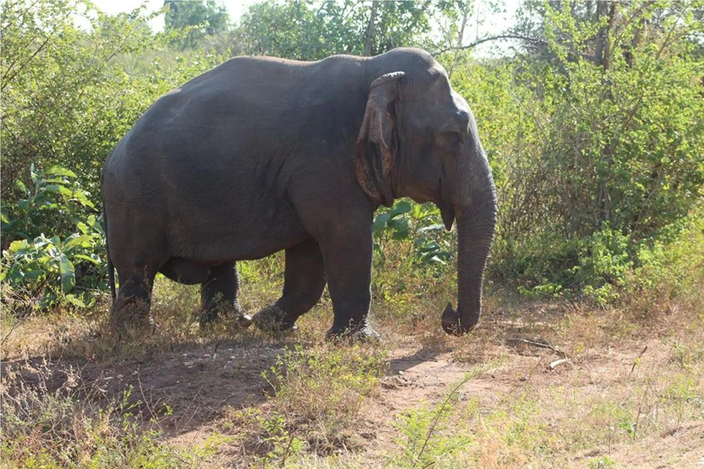 Off site in Greenwood Udawalawa Safari Resort