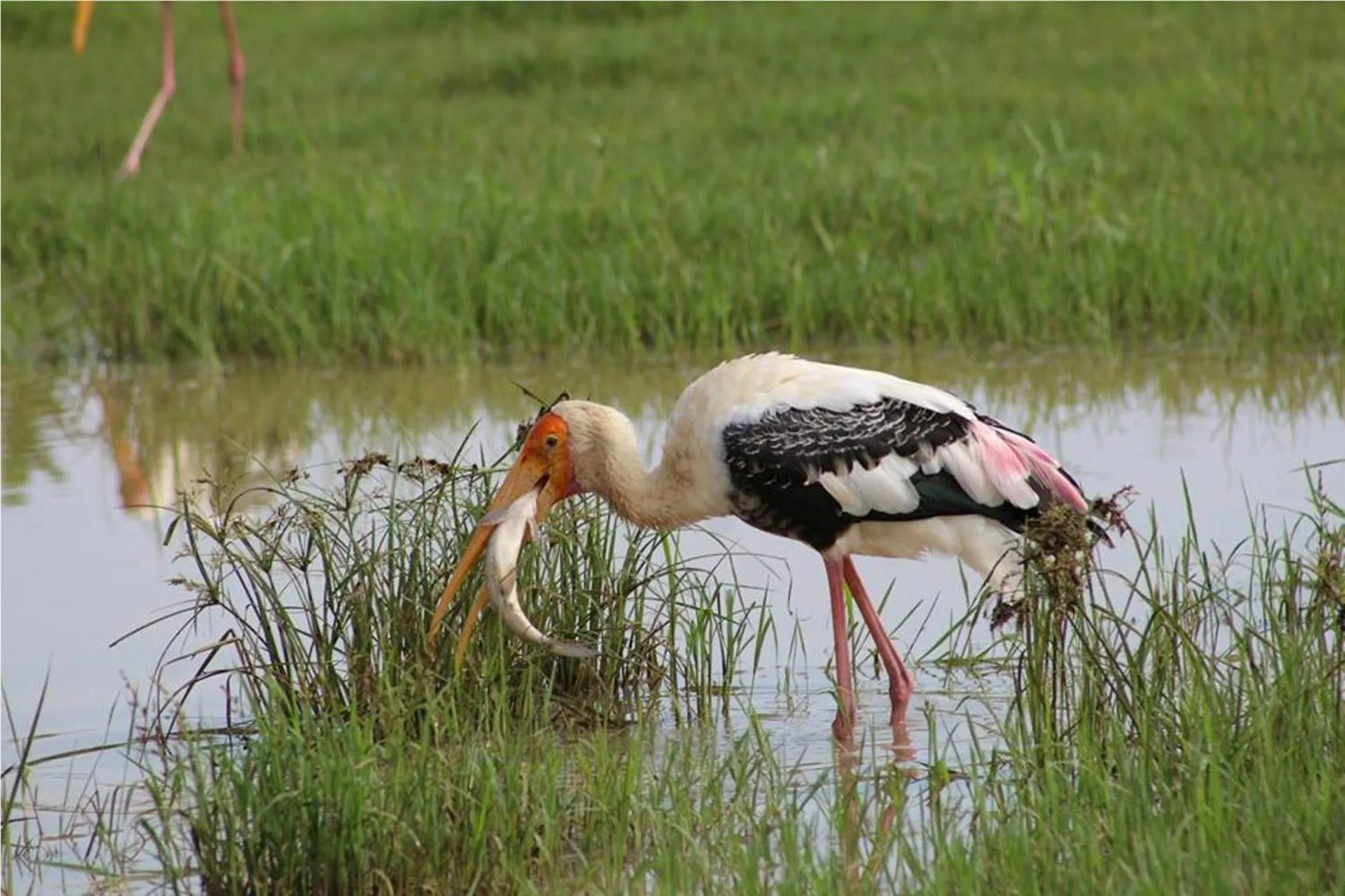 Activities in Greenwood Udawalawa Safari Resort