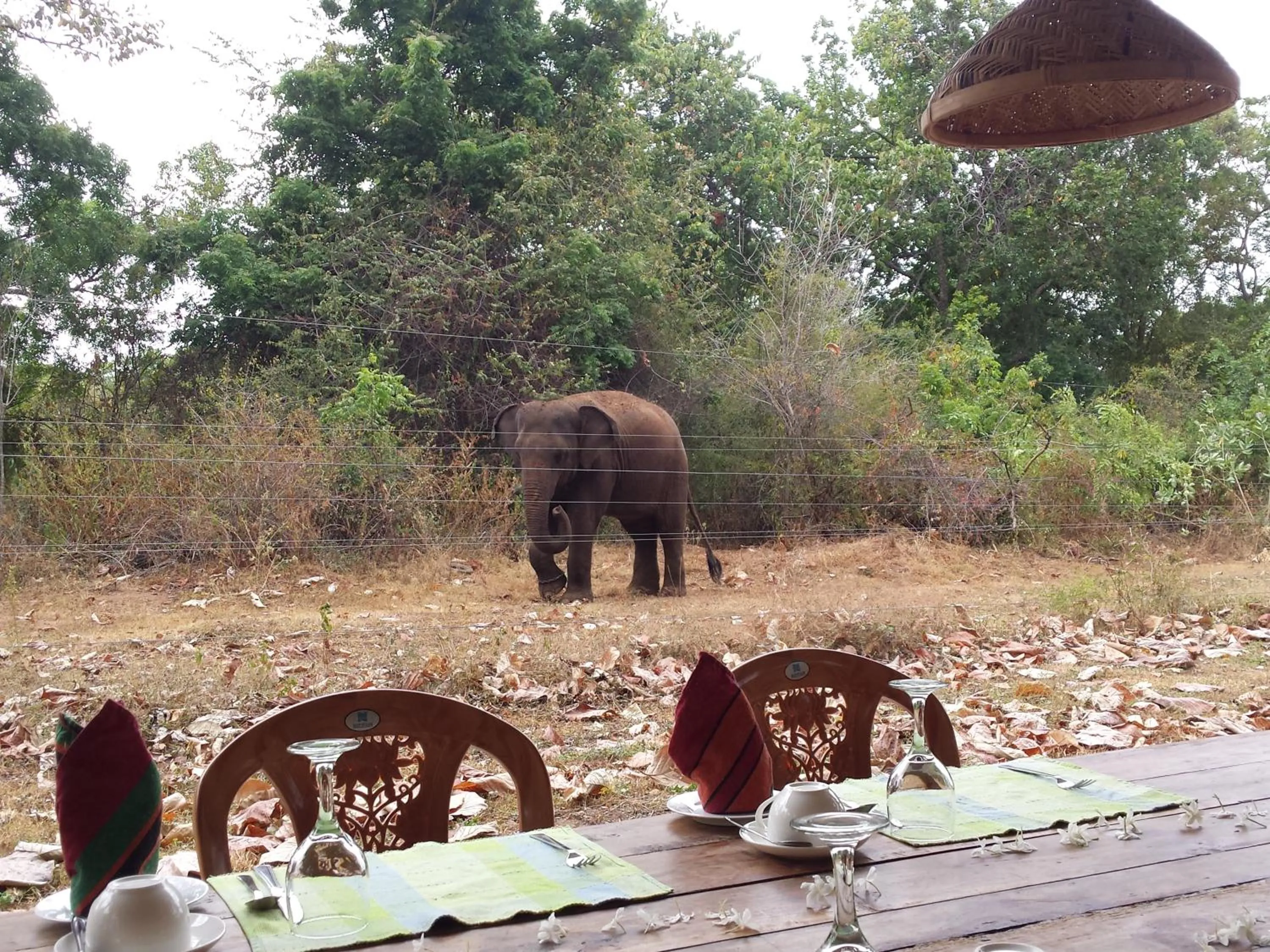 Restaurant/places to eat in Greenwood Udawalawa Safari Resort