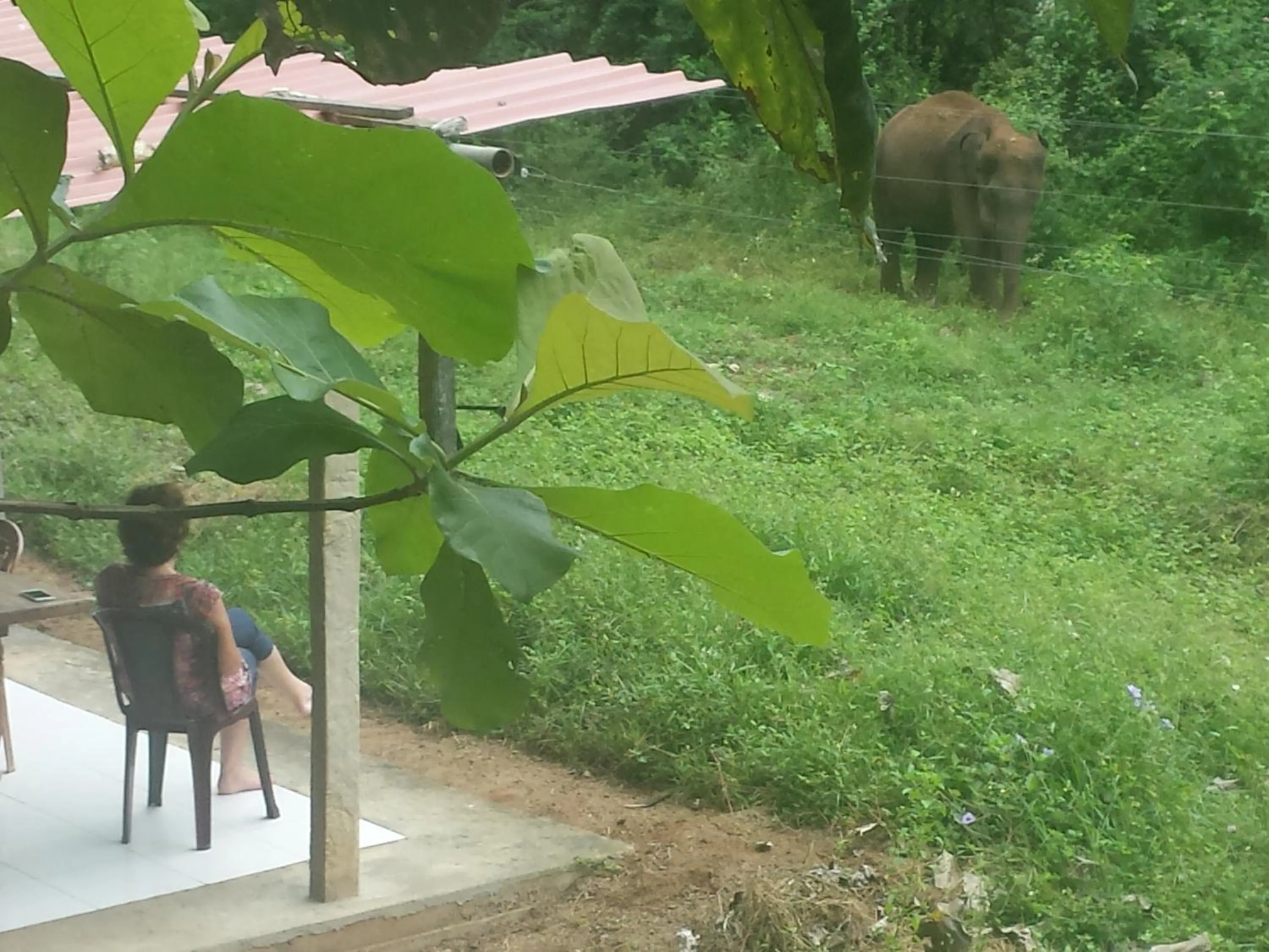 Restaurant/places to eat in Greenwood Udawalawa Safari Resort