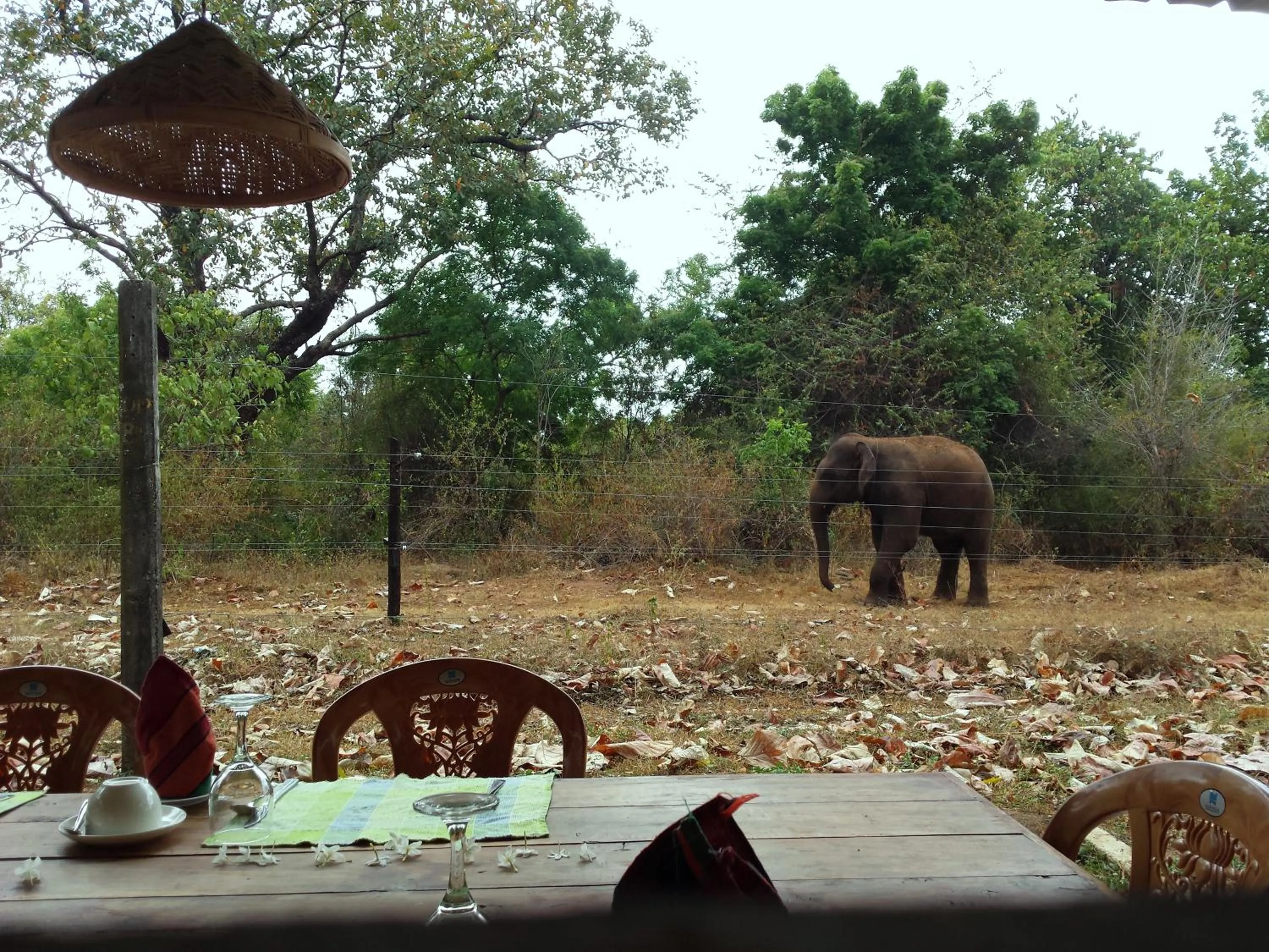 Restaurant/places to eat in Greenwood Udawalawa Safari Resort