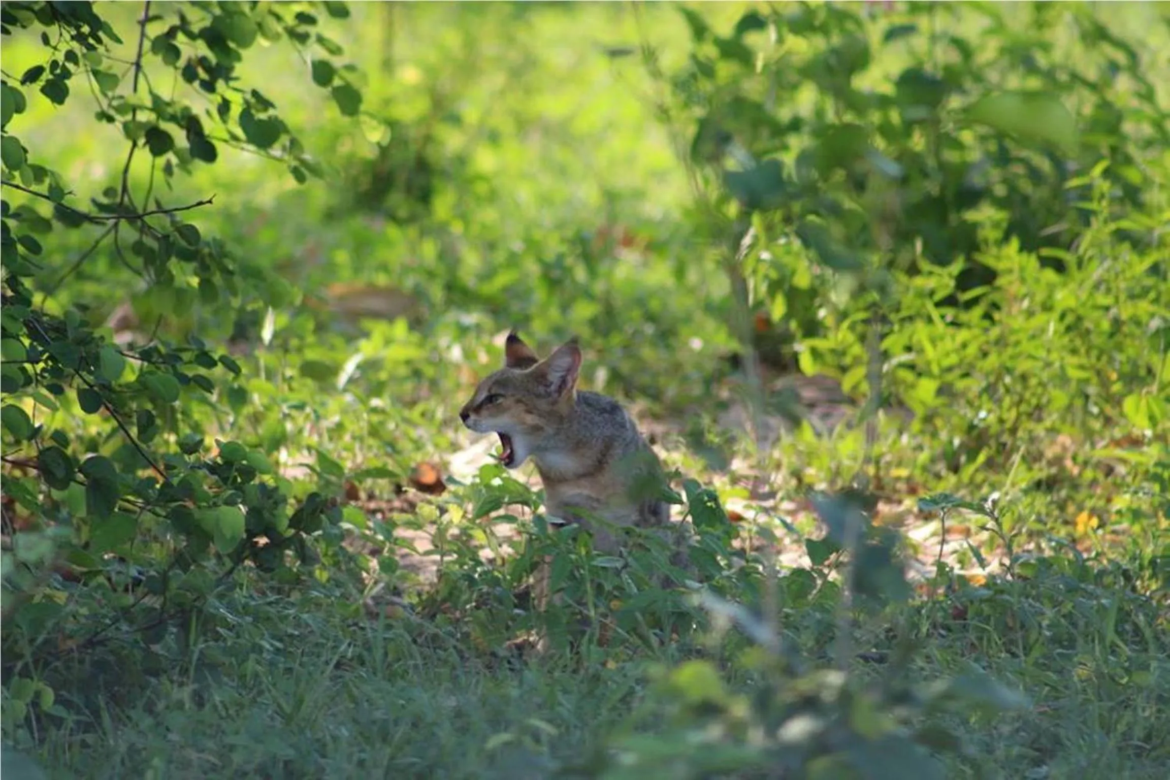 On site in Greenwood Udawalawa Safari Resort