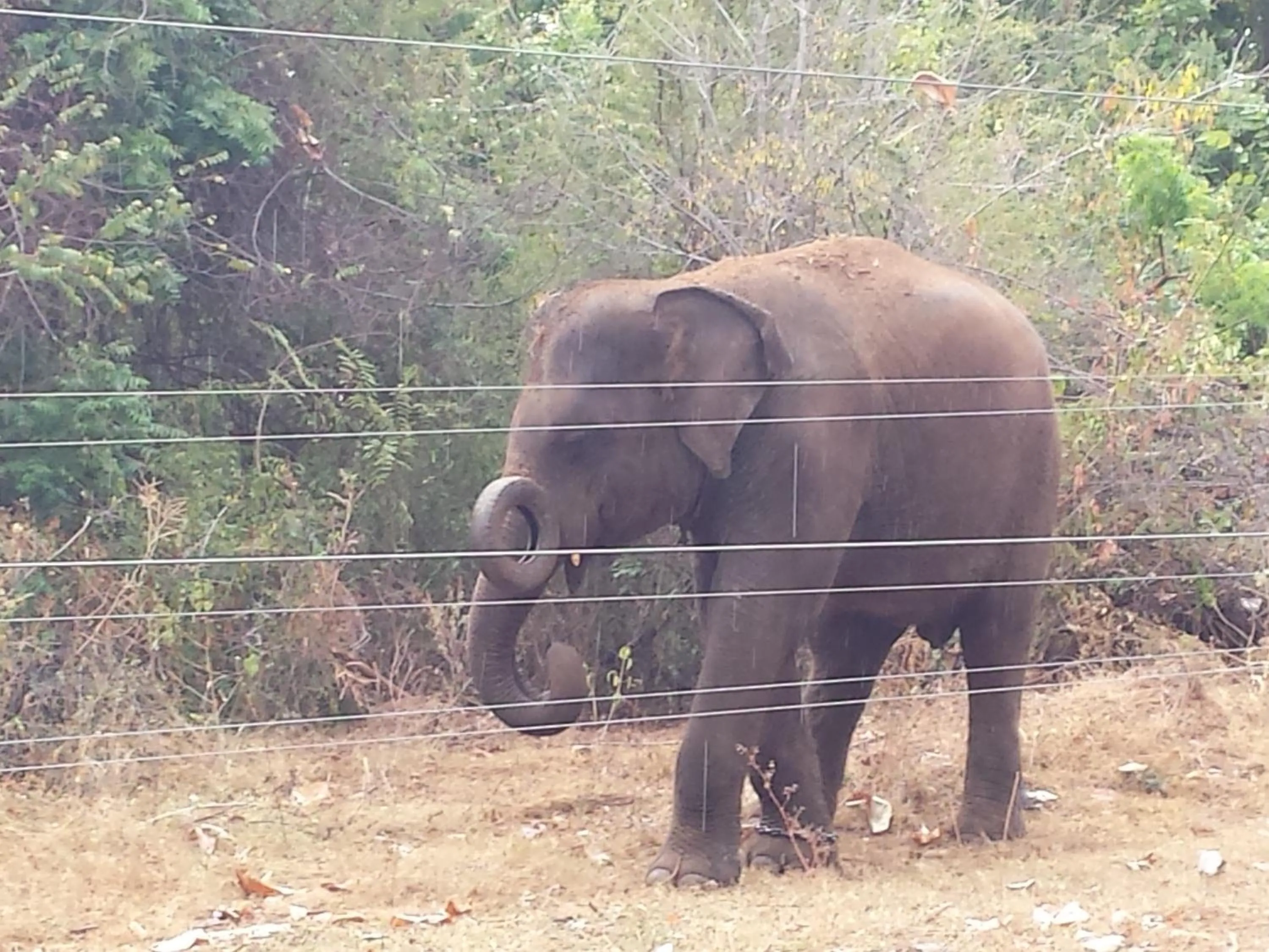 Property building in Greenwood Udawalawa Safari Resort