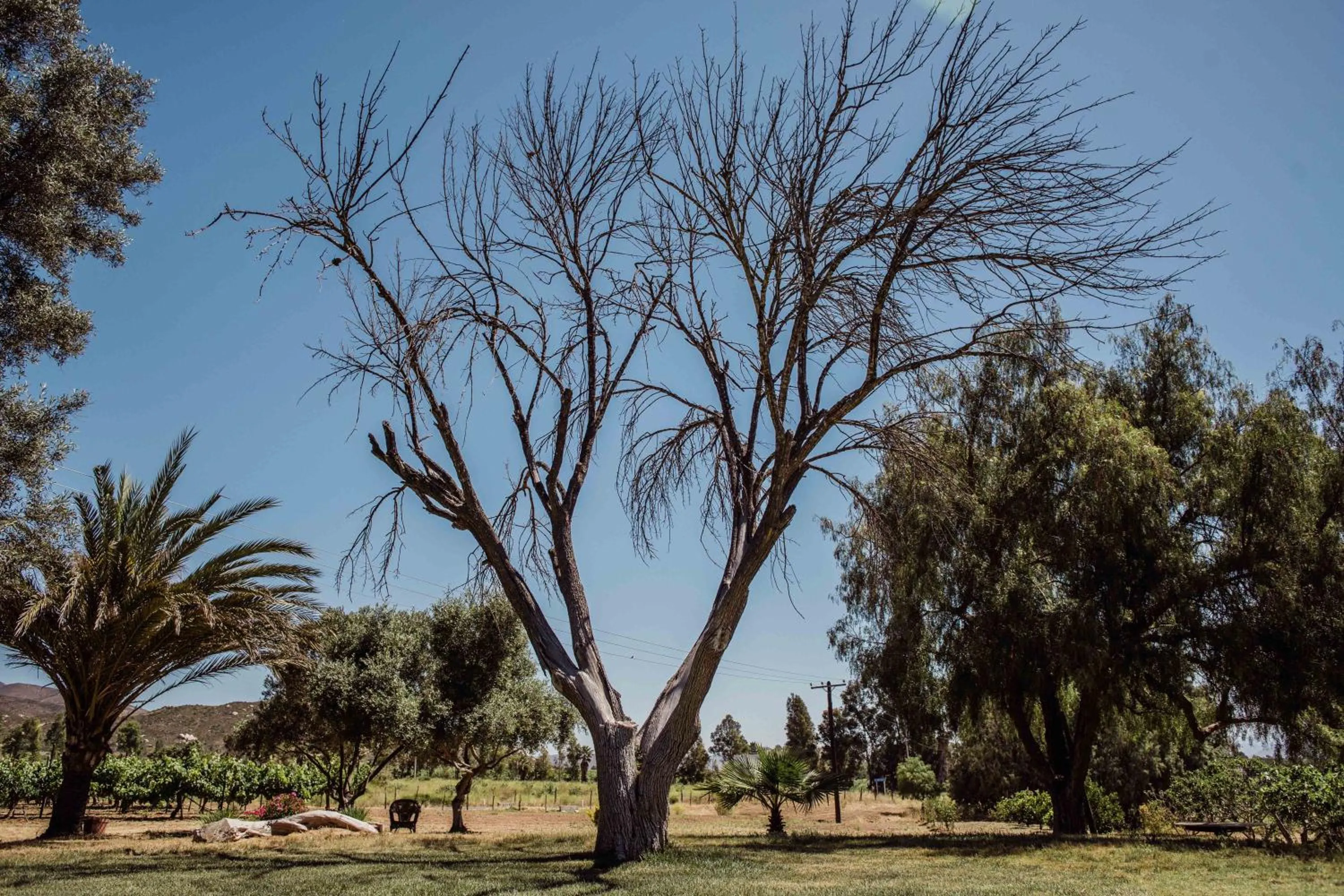 Garden in Rancho Toros Pintos
