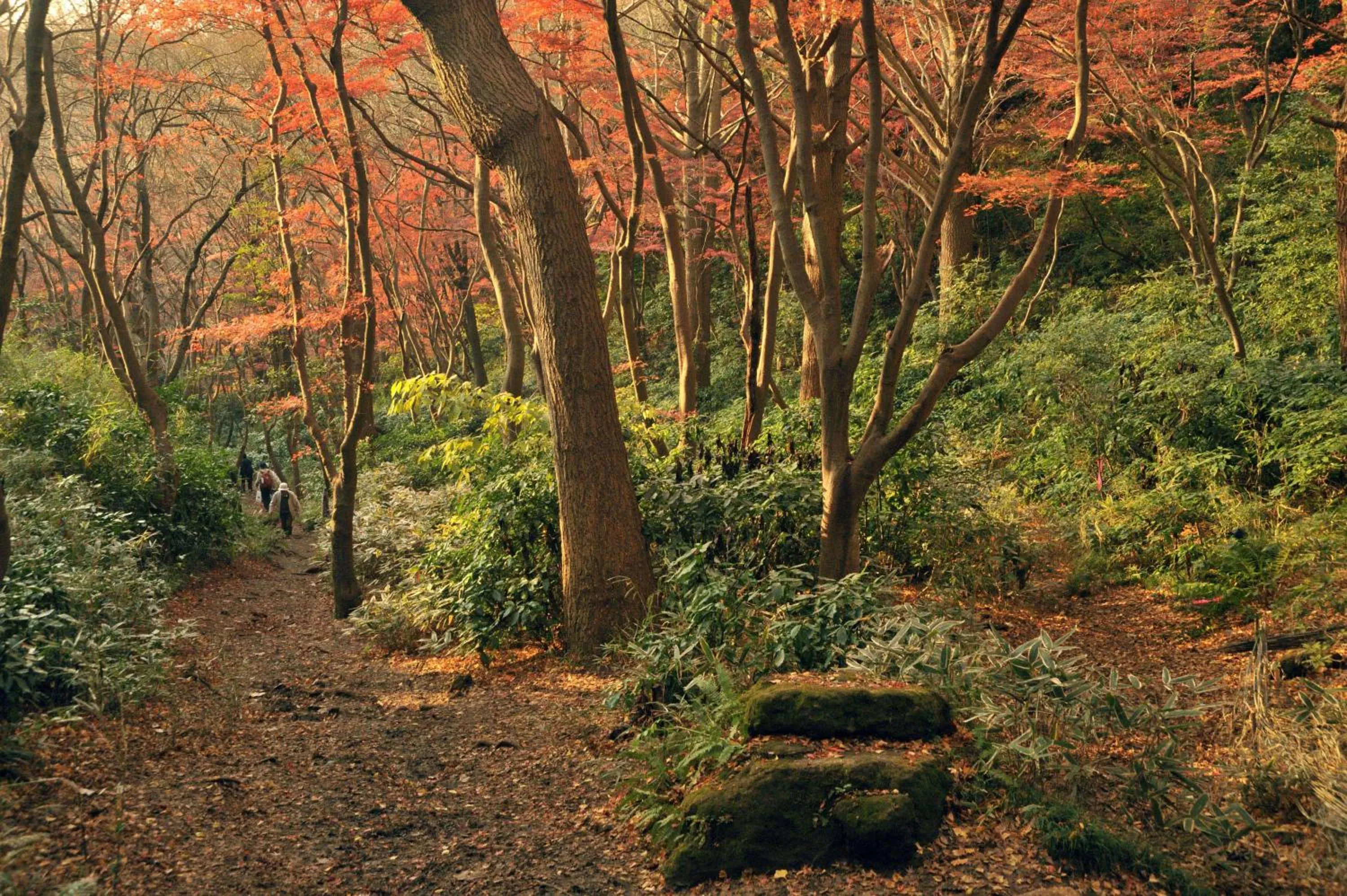Nearby landmark in Super Hotel Totsuka Eki Higashiguchi